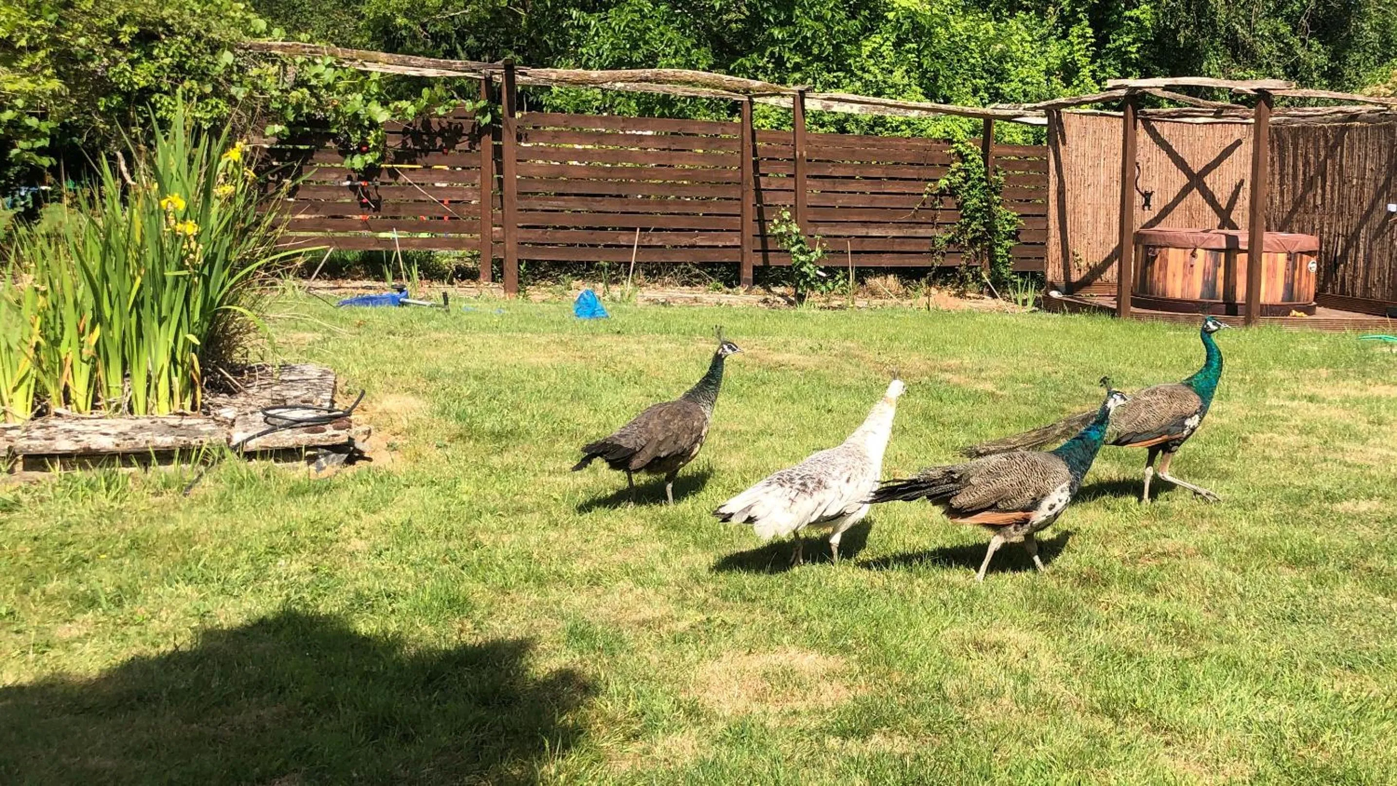 Animals in Luxurious Rural Cabin with Hot Tub