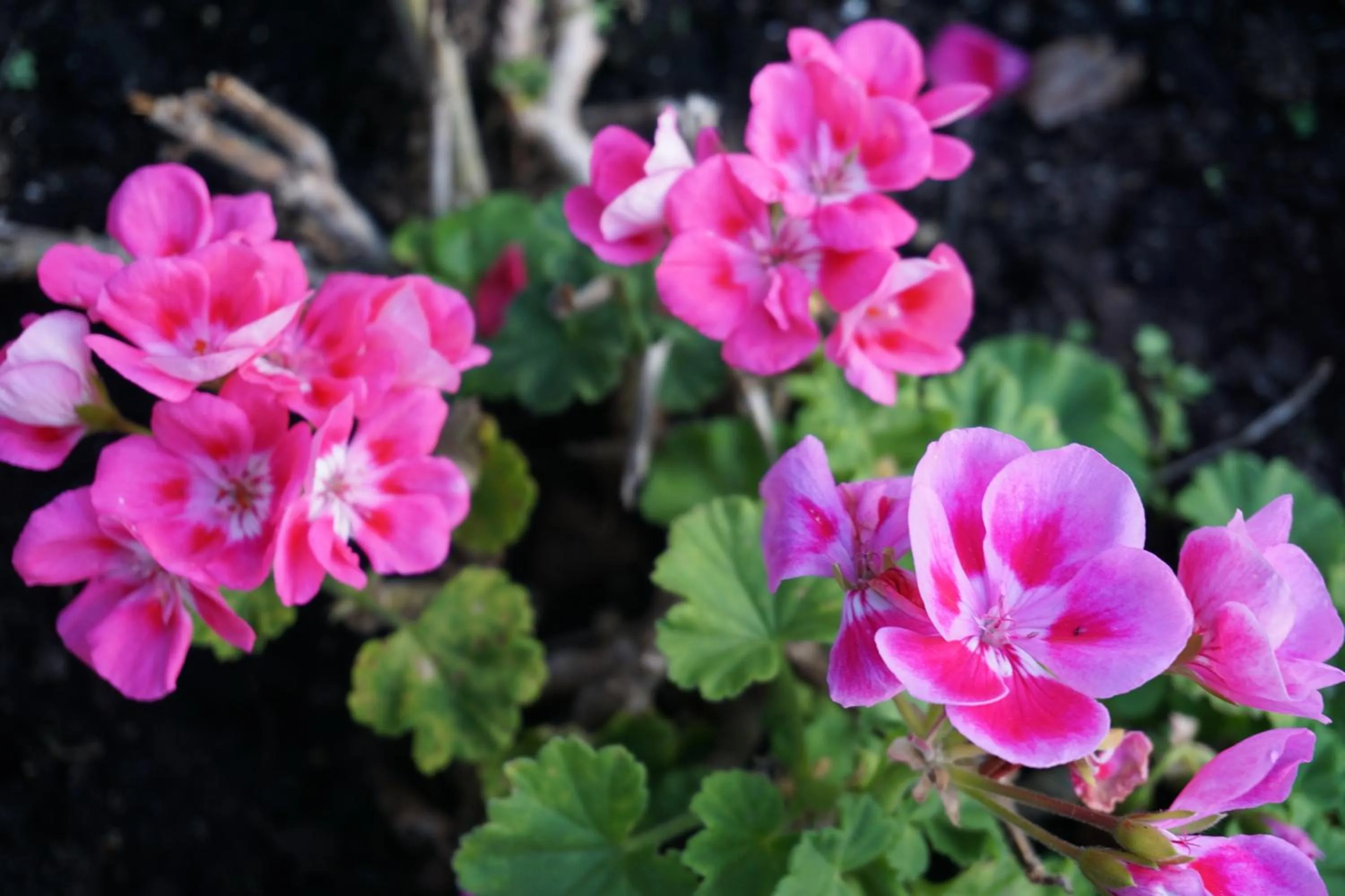 Garden in Hôtel Anaïade, The Originals City, Saint-Nazaire Pornichet
