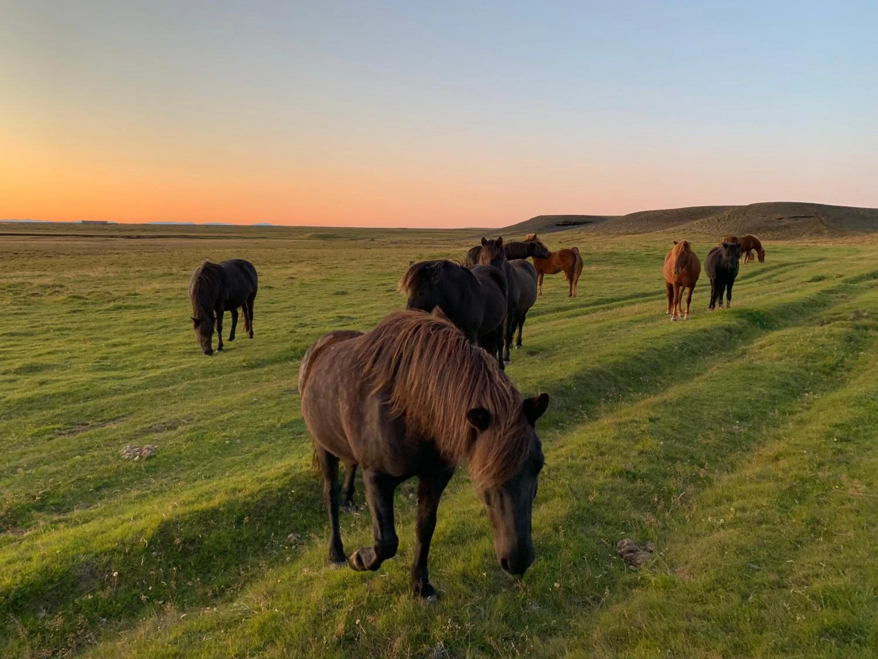 Animals in Aurora Lodge Hotel