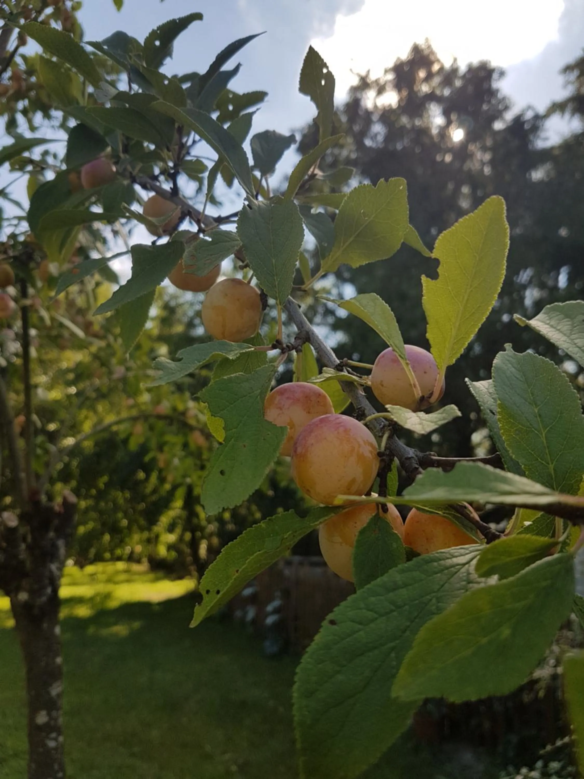 Le Clos des Écureuils