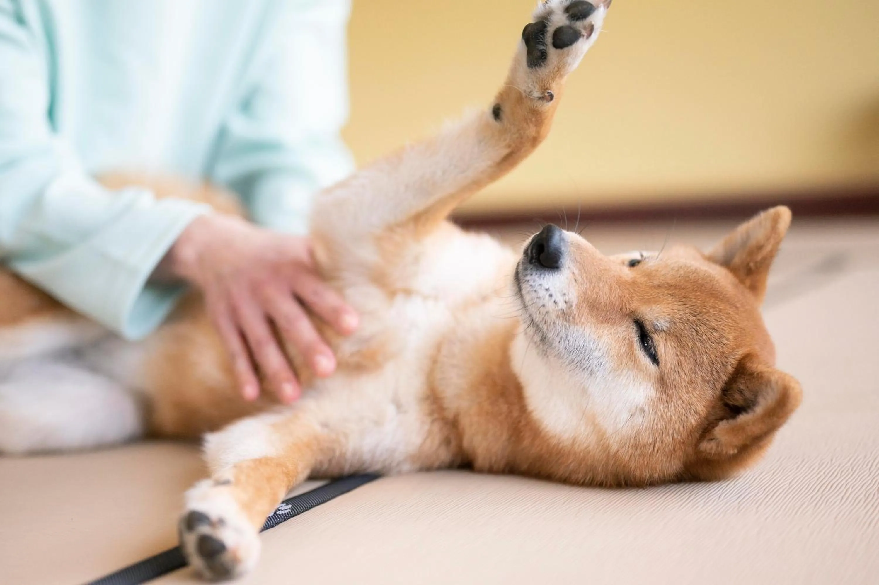 Pets in Hamanako Wan Wan Paradise Hotel