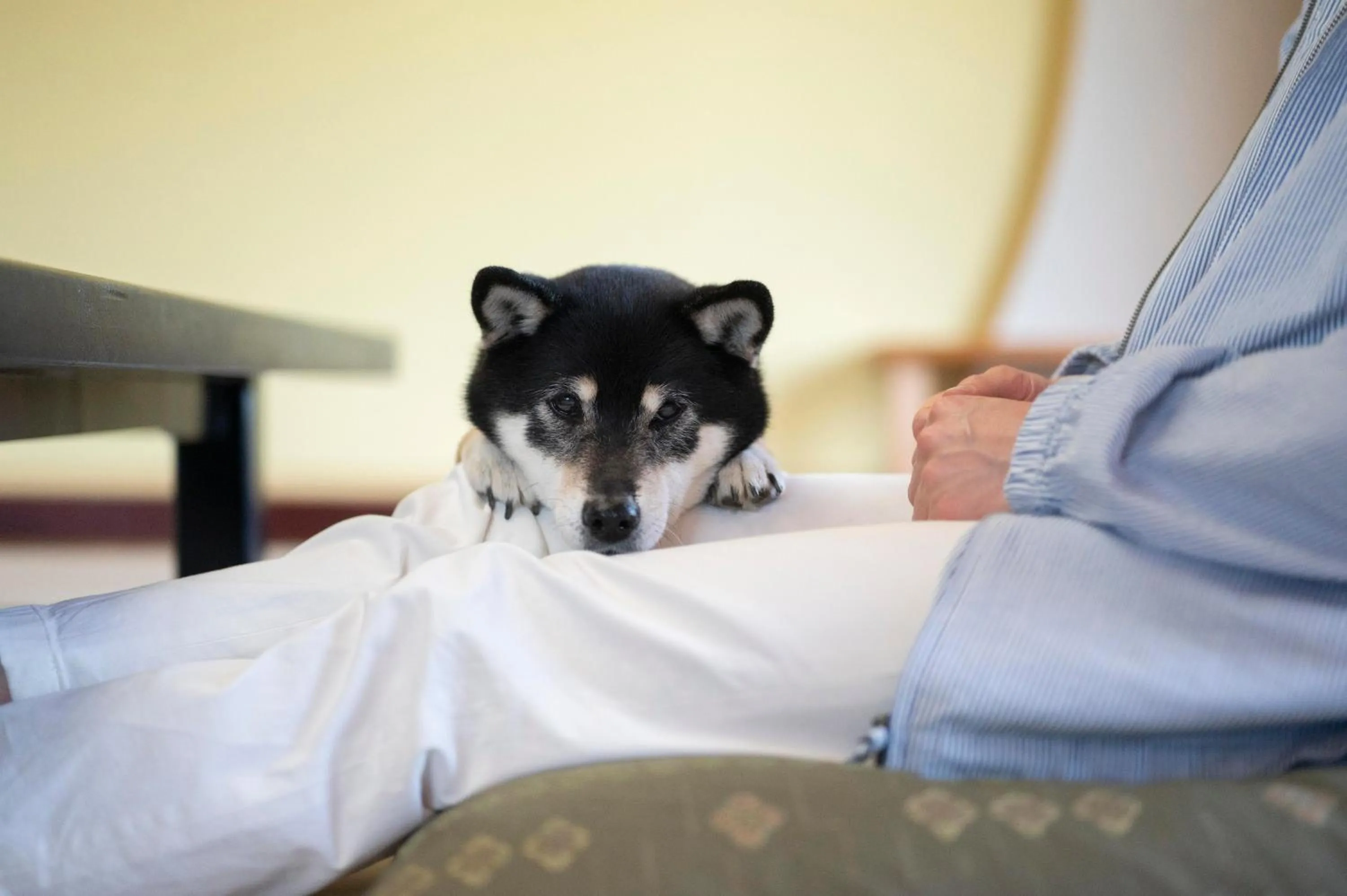 Pets in Hamanako Wan Wan Paradise Hotel