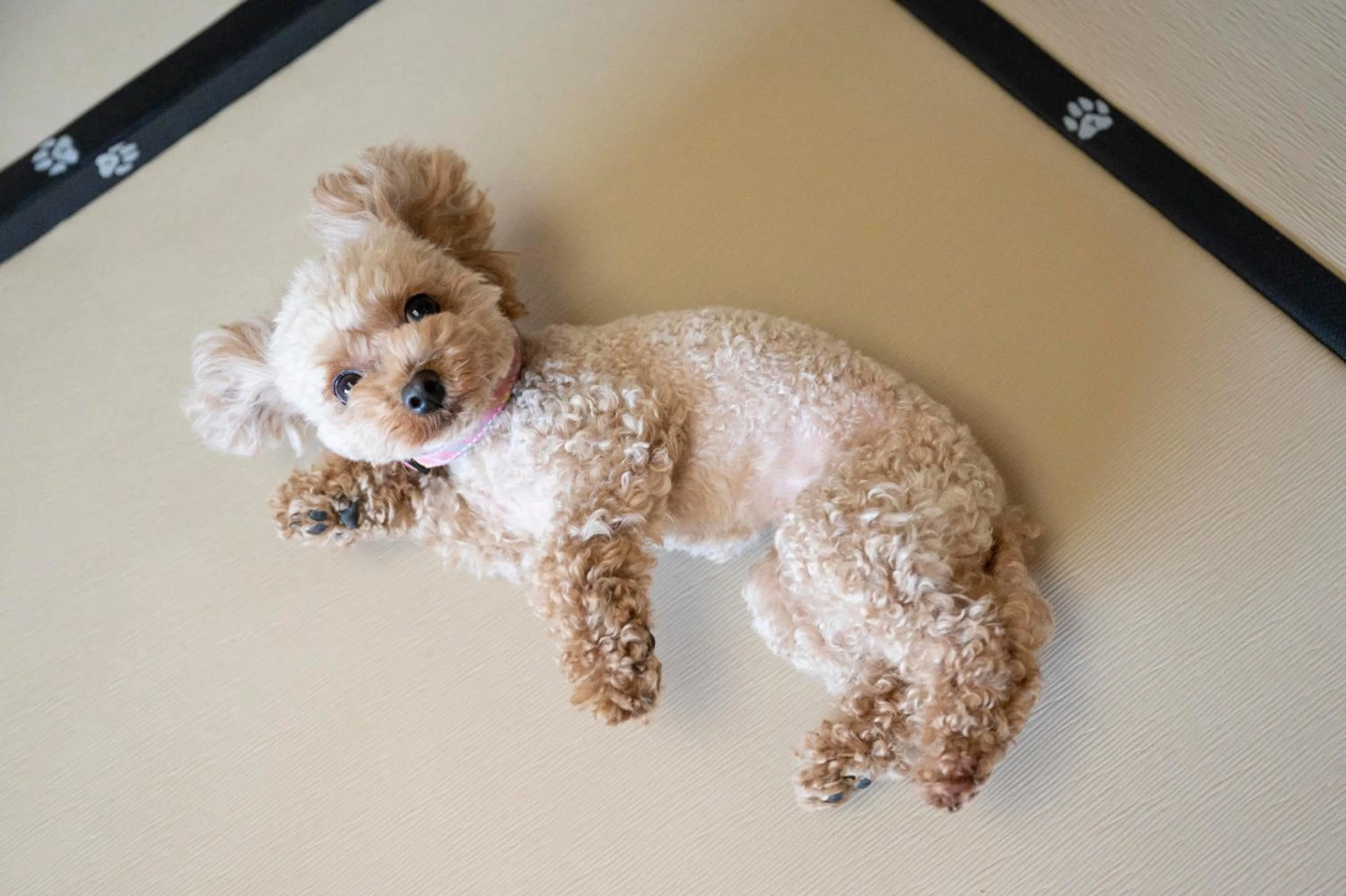 Pets in Hamanako Wan Wan Paradise Hotel