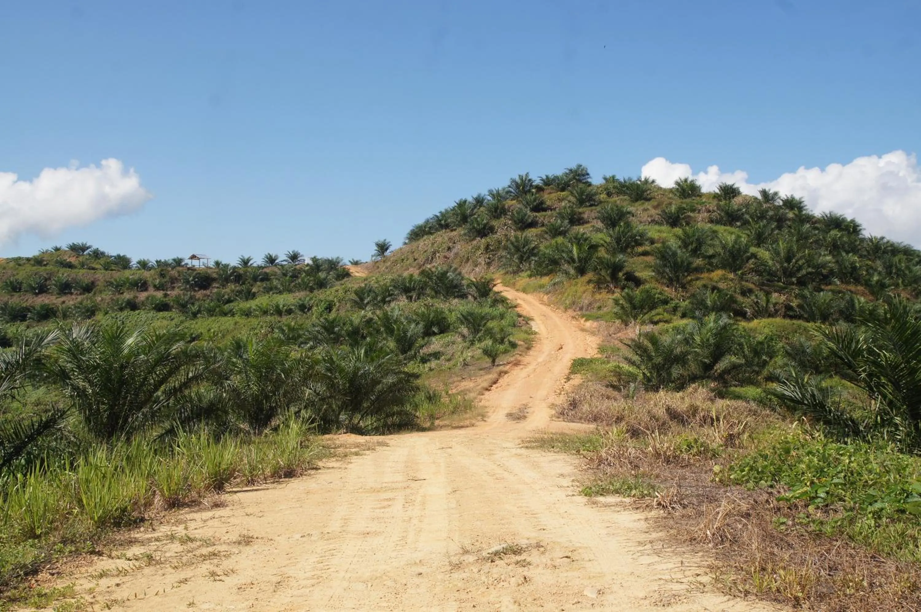 Activities in Sabah Tea Resort