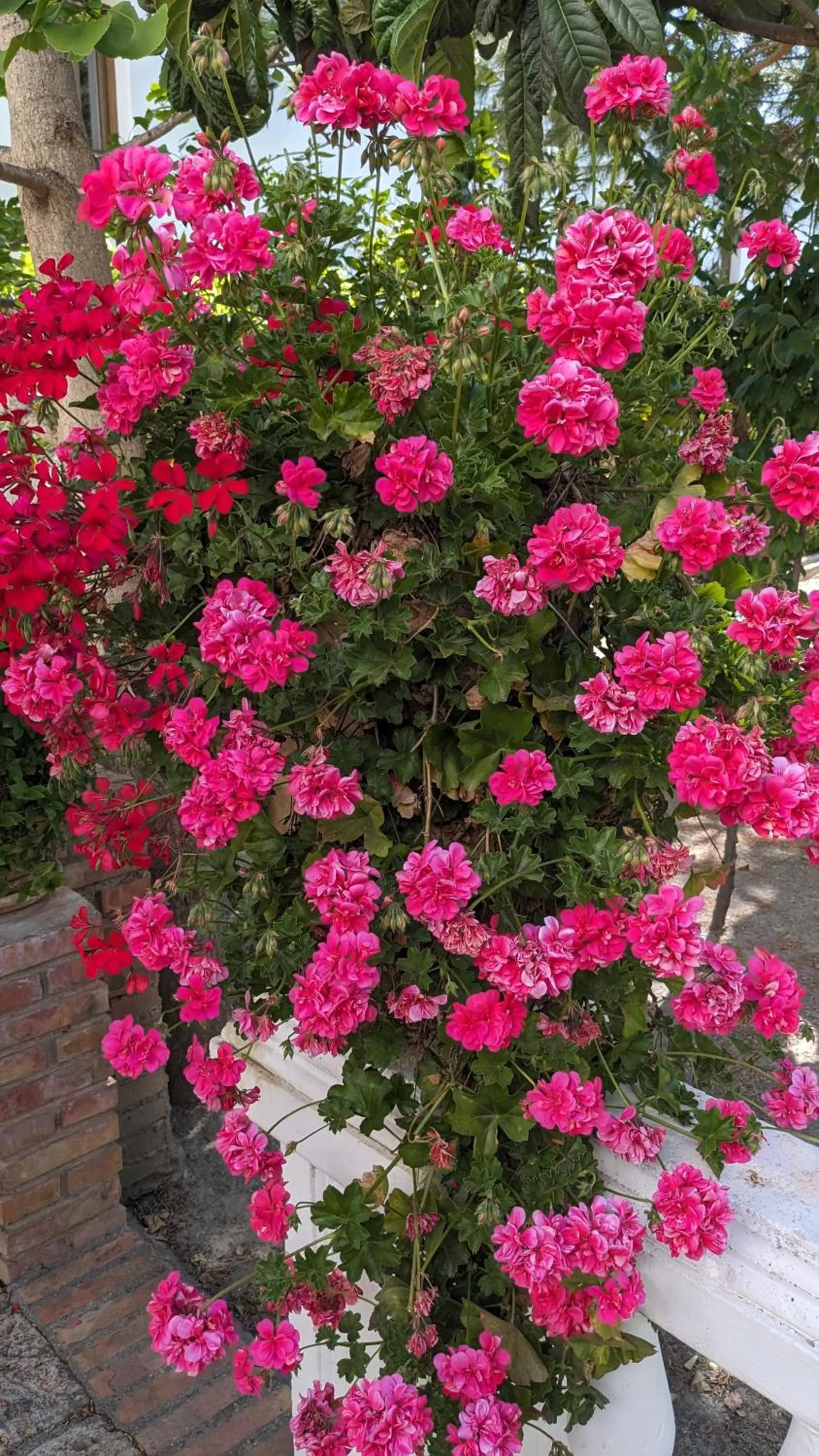 La Cañota King Rooms Adults Only