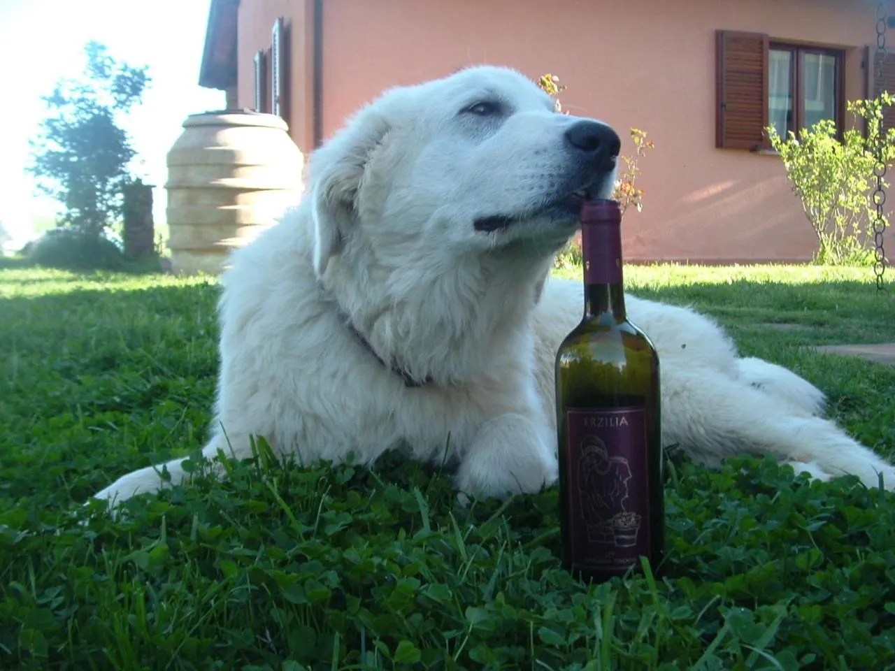 Pets in Agriturismo Pian dei Pini