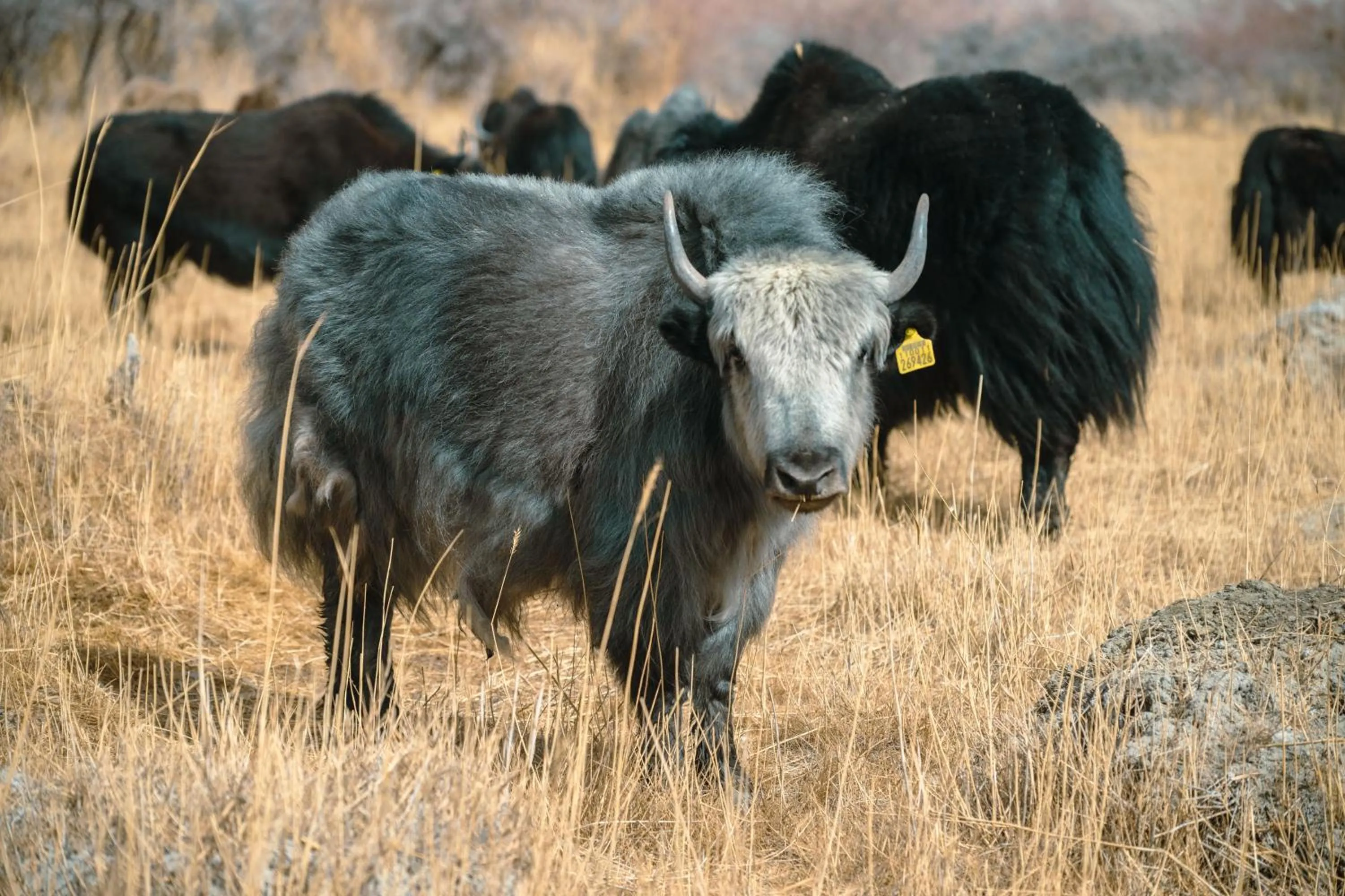 Animals in Stone Hedge Hotel