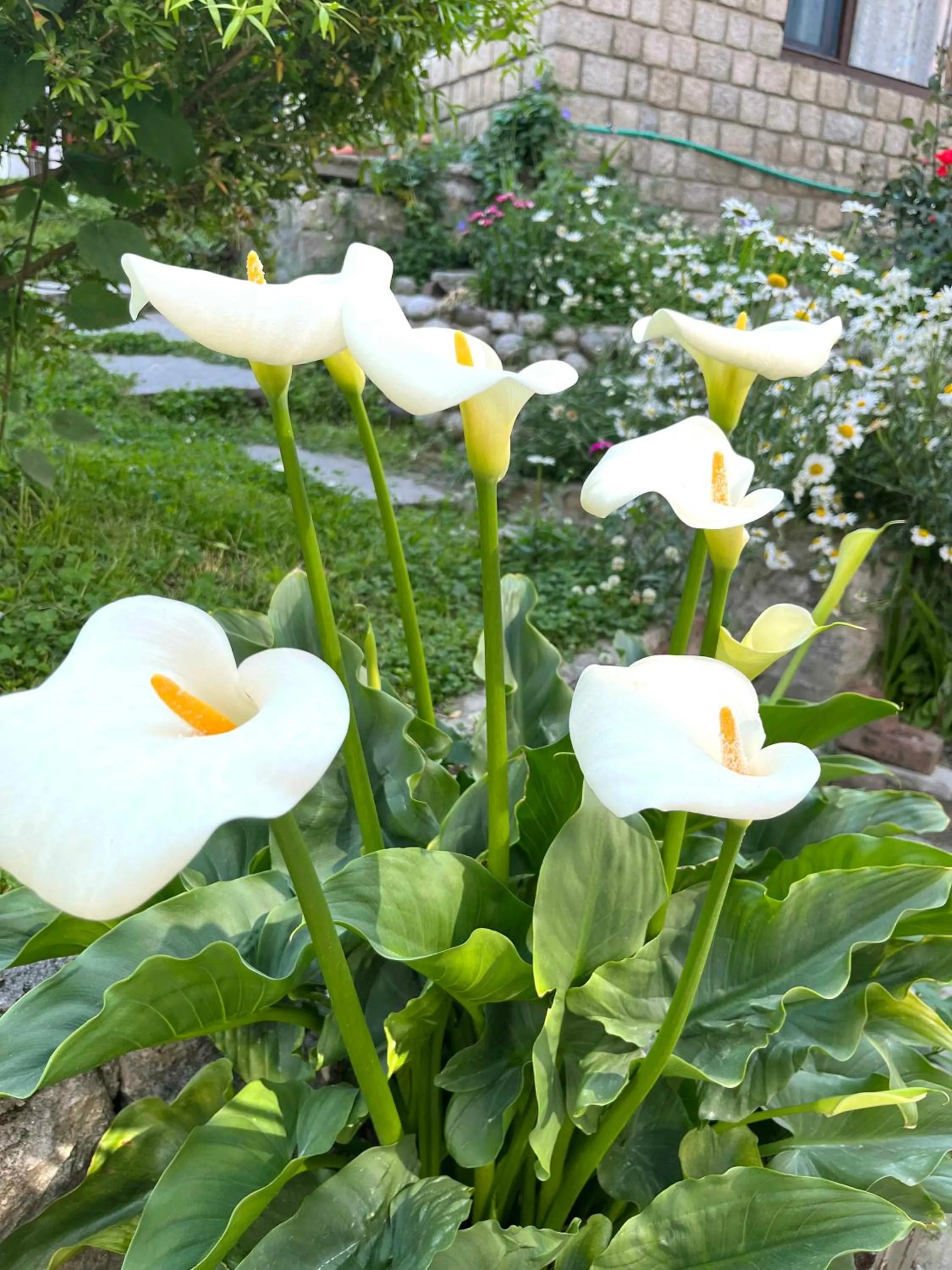 Garden in Tourist Hotel 10 minutes walking distance from the mall