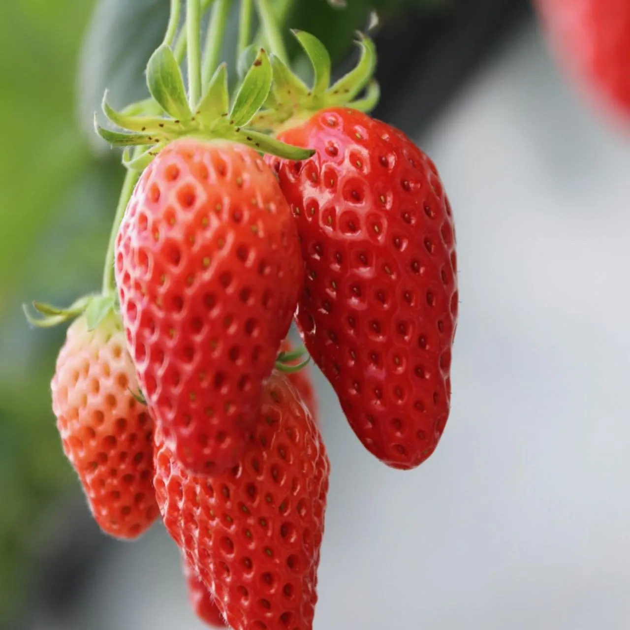 Activities in Kona Stay Bicycle Resort