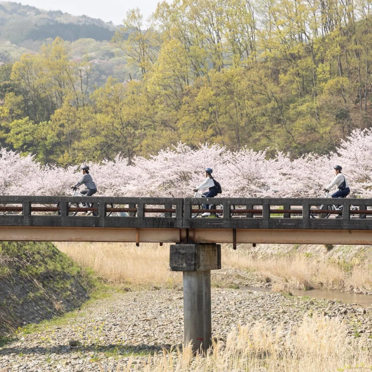 Activities in Kona Stay Bicycle Resort