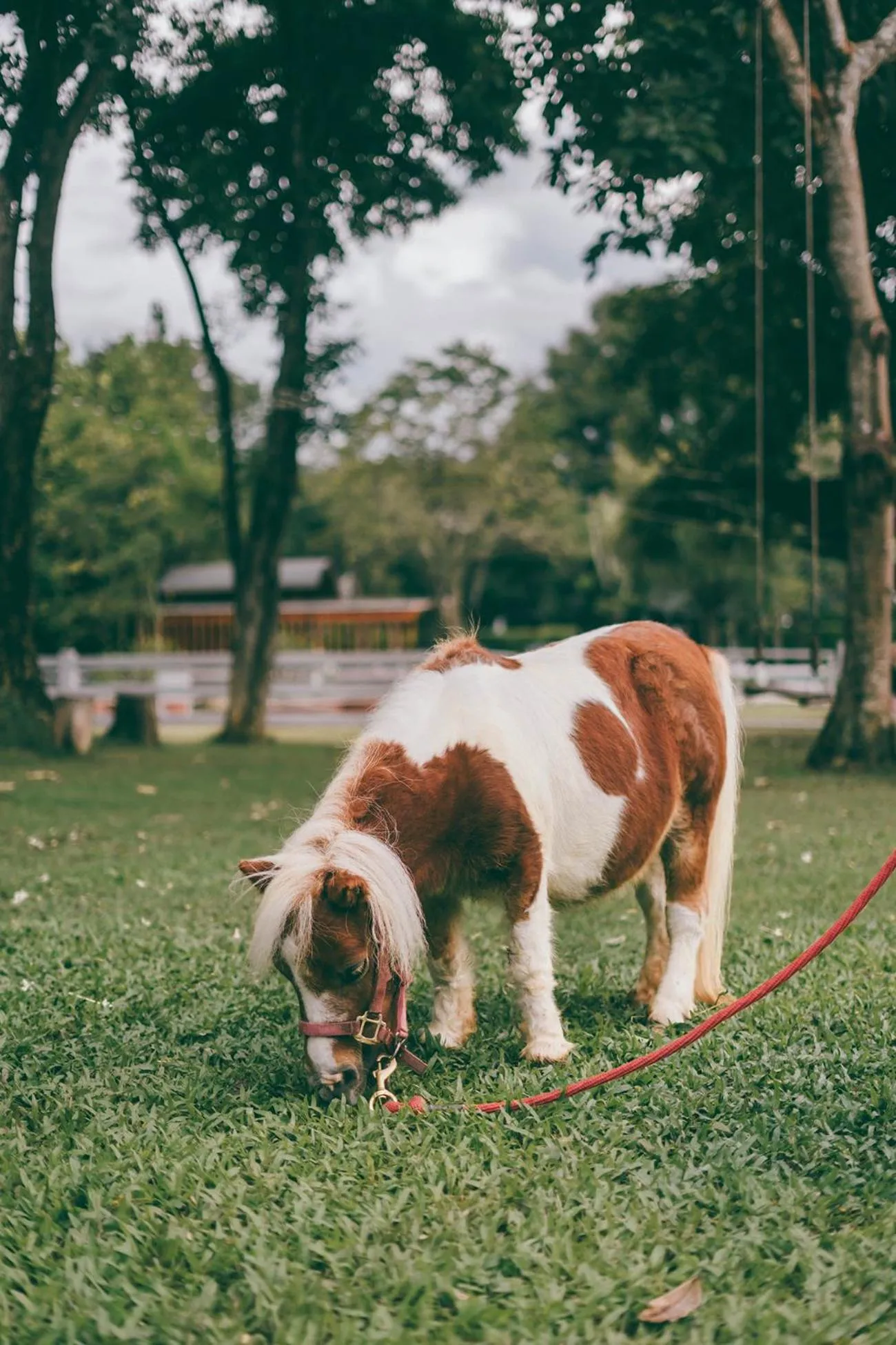 Horse-riding in Rancho Charnvee Resort & Country Club Khaoyai