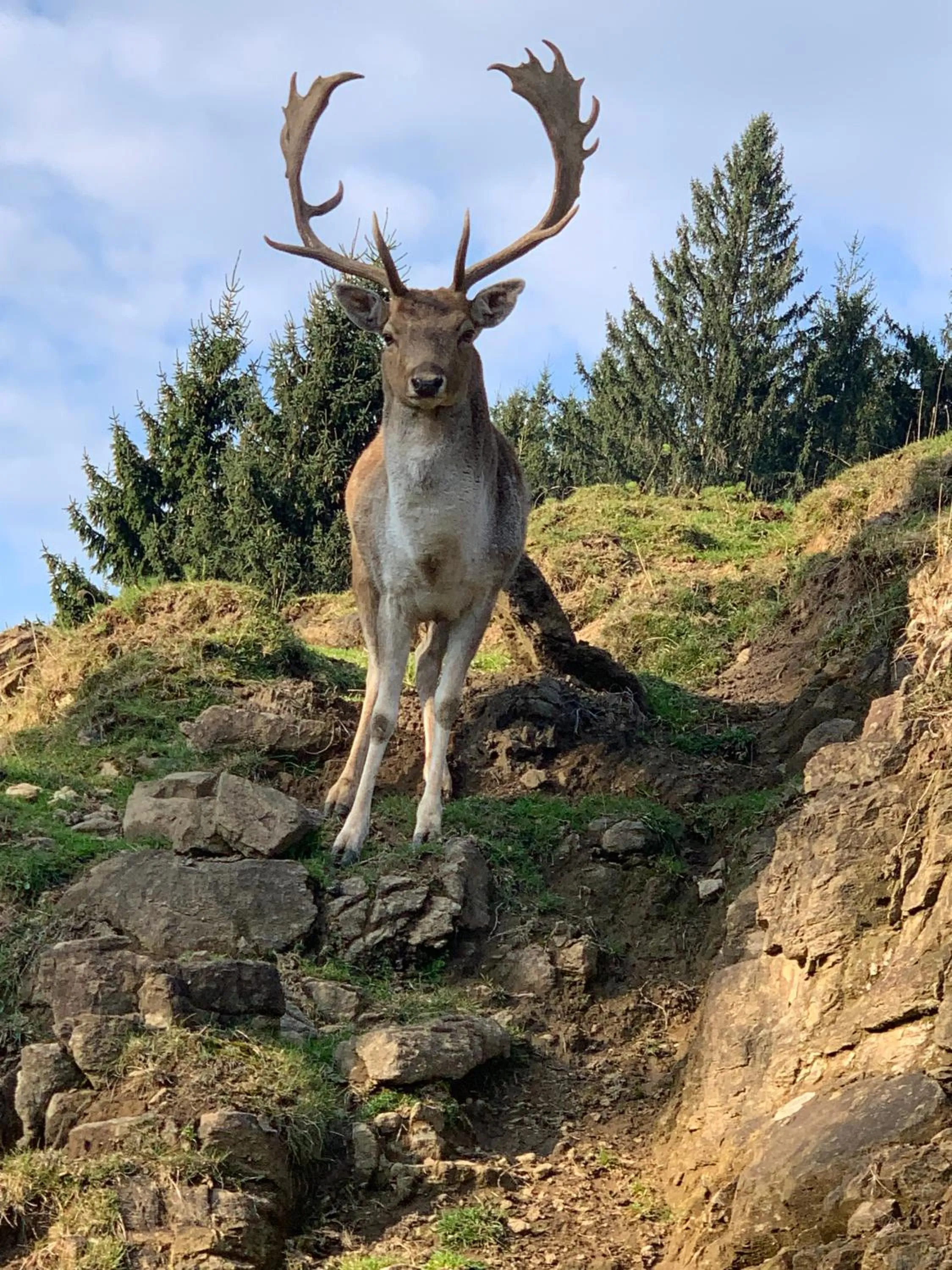 Animals in Stallerhof