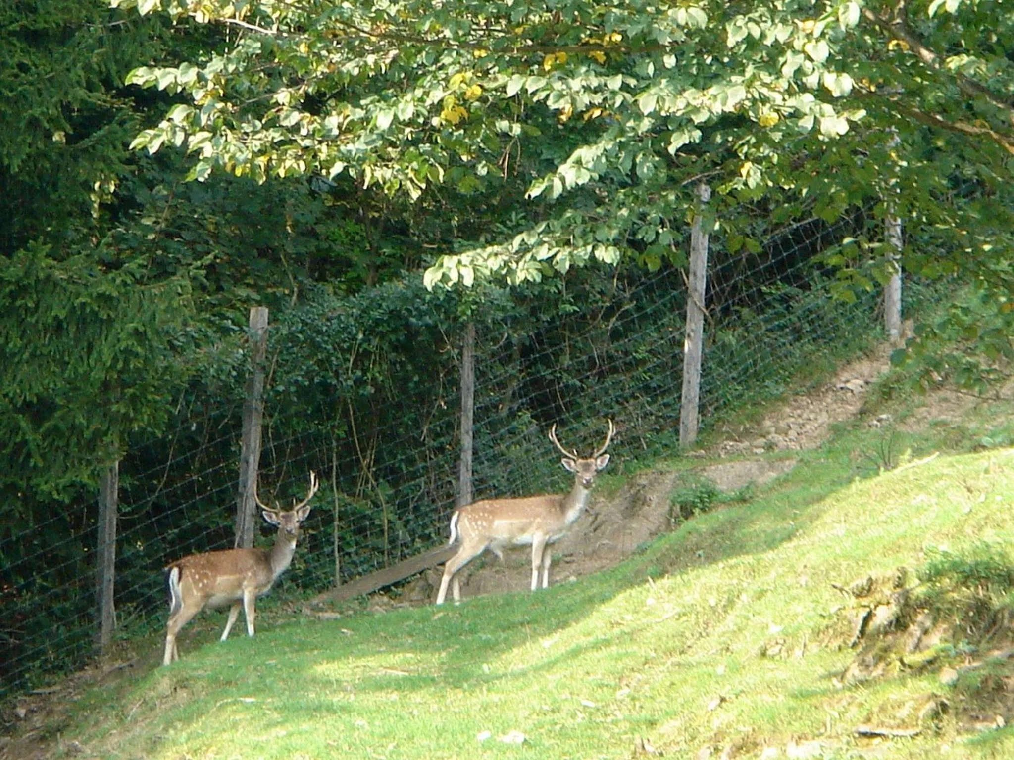 Animals in Stallerhof