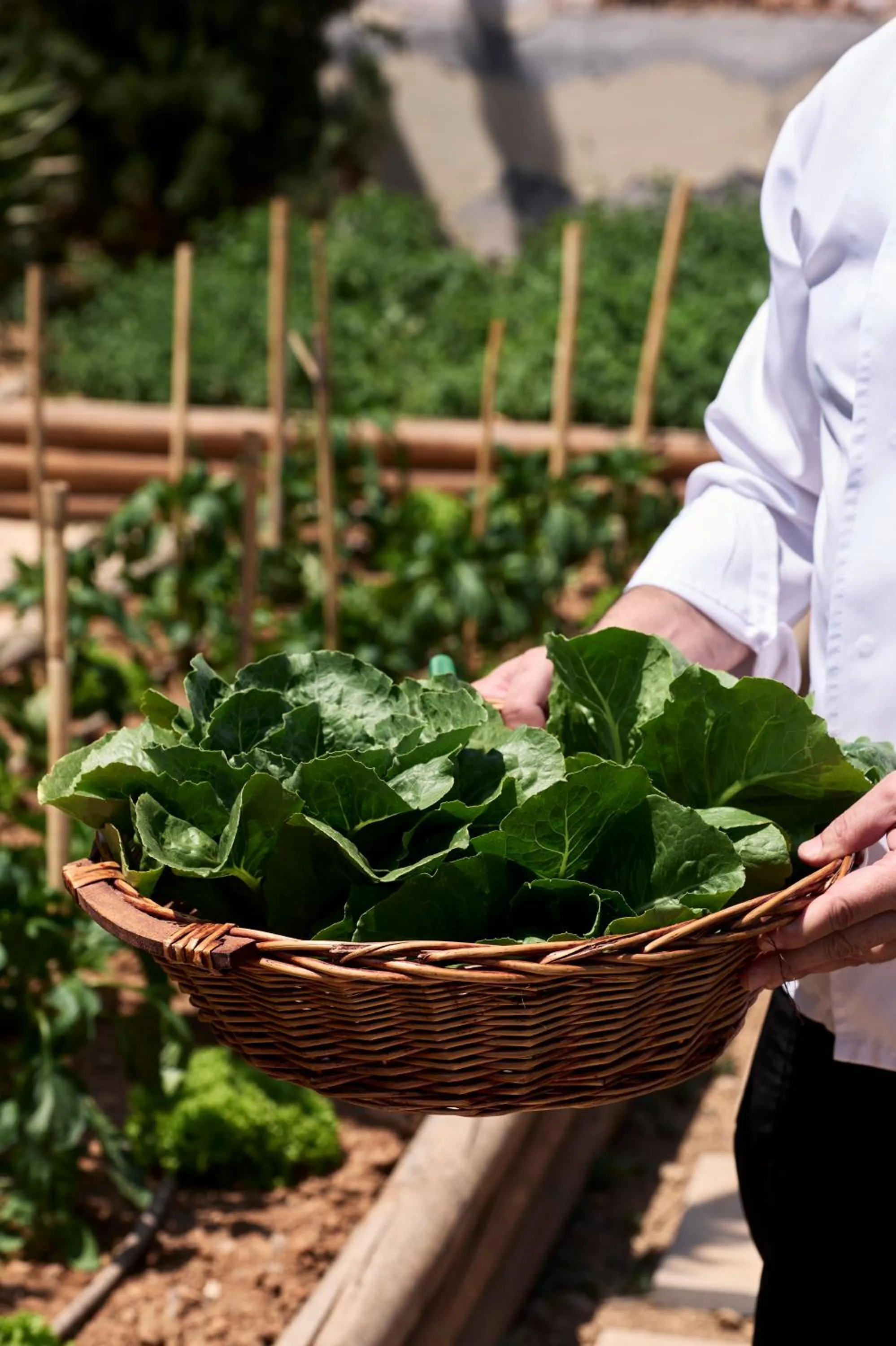 Summer in TUI Magic Life Candia Maris - Adults Only