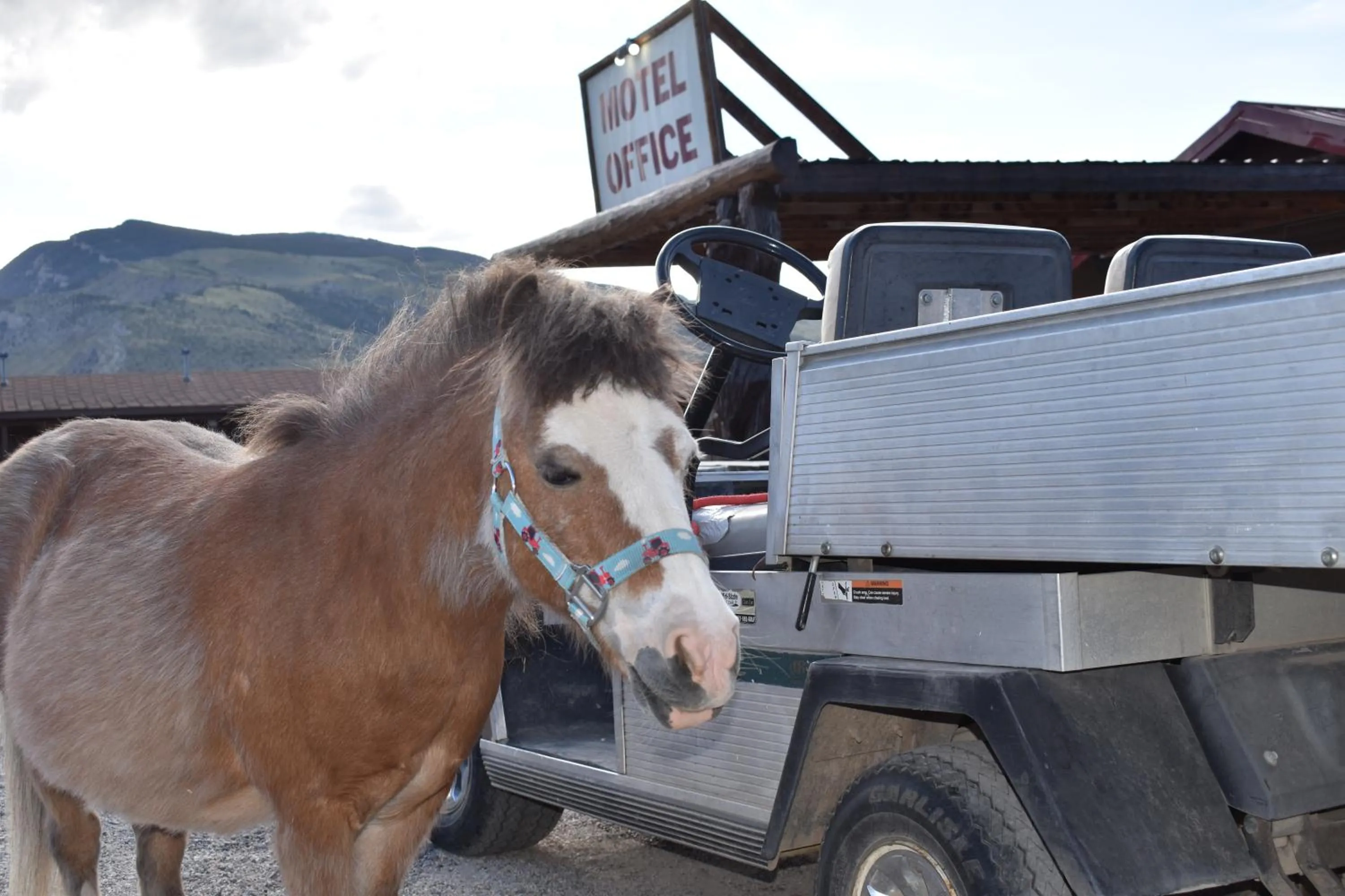 Horse-riding in Big Bear Motel