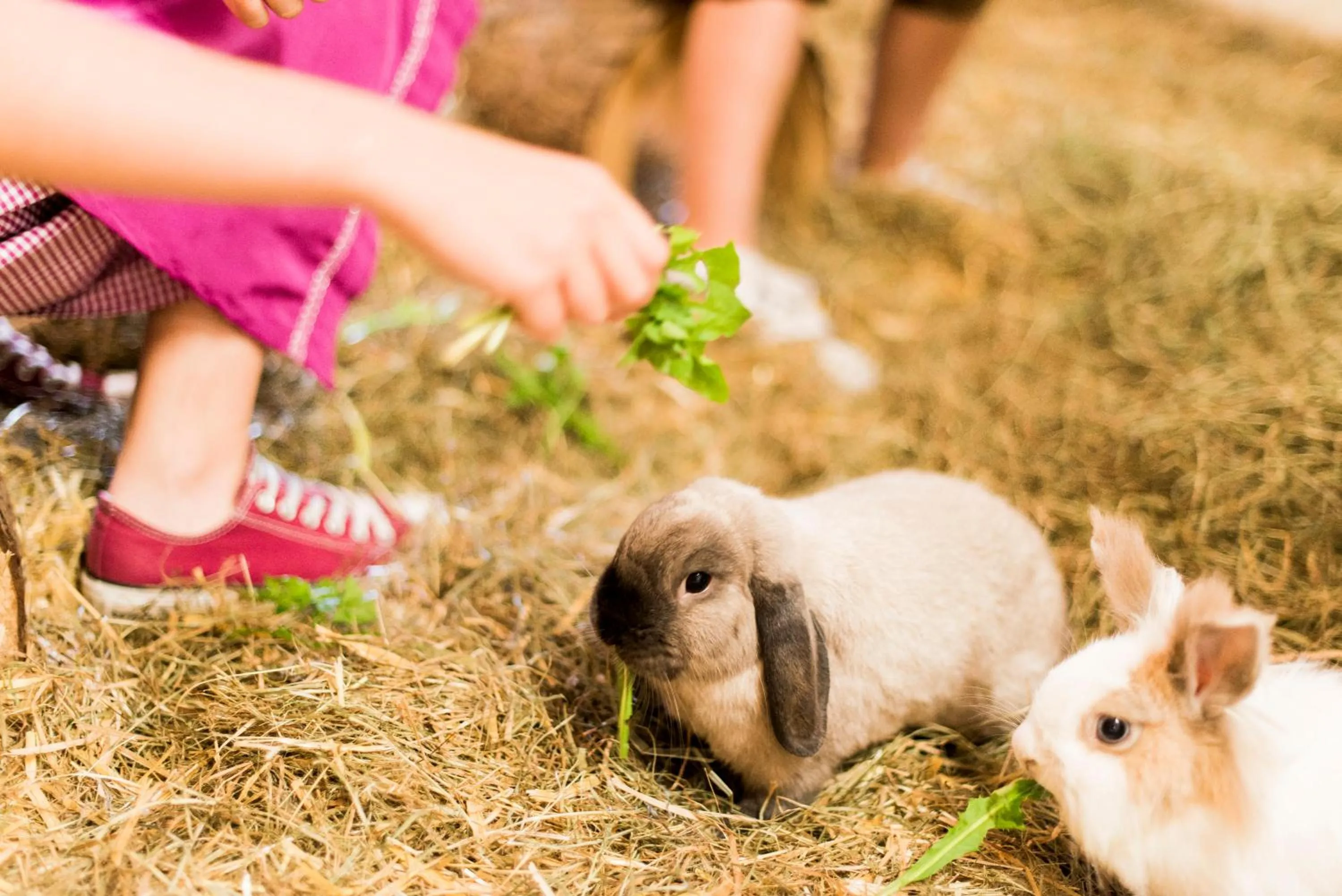 Animals in Forster's Naturresort