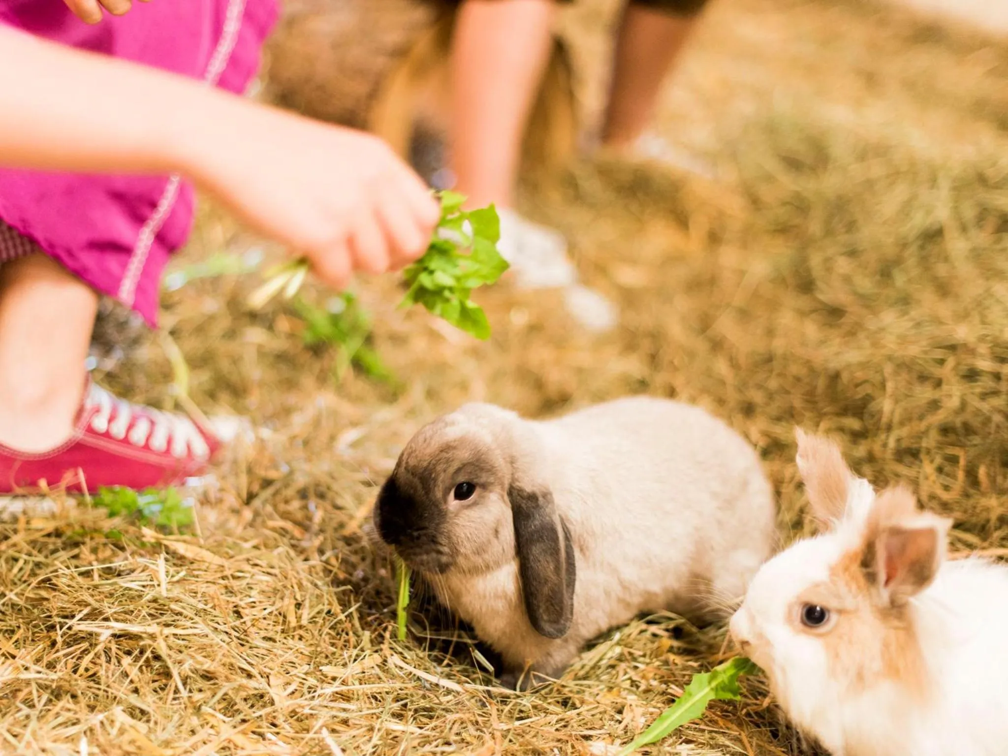 Pets in Forster's Naturresort