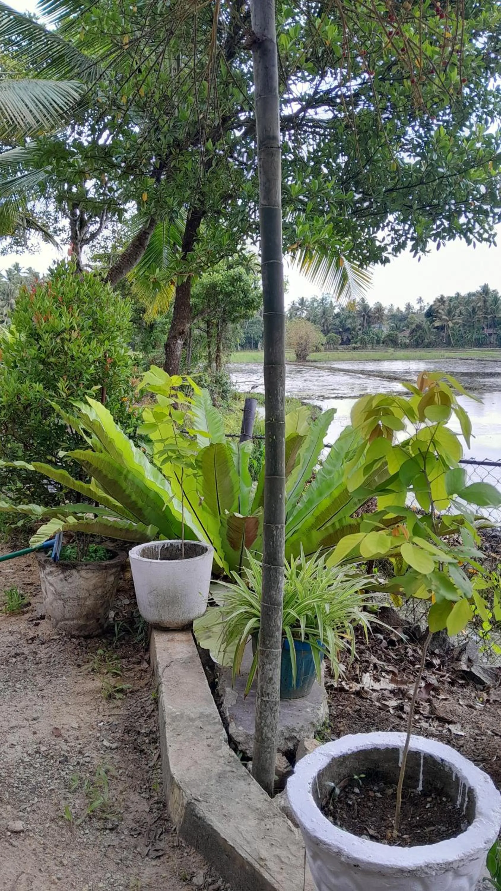 Garden view in Field Island Villa - Ahangama