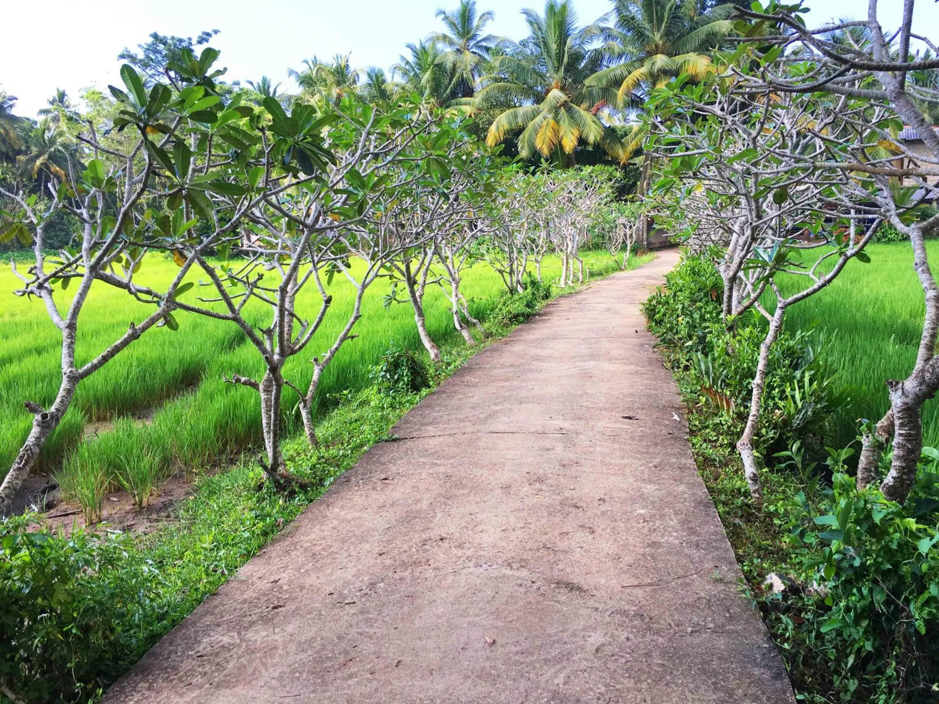 Natural landscape in Field Island Villa - Ahangama