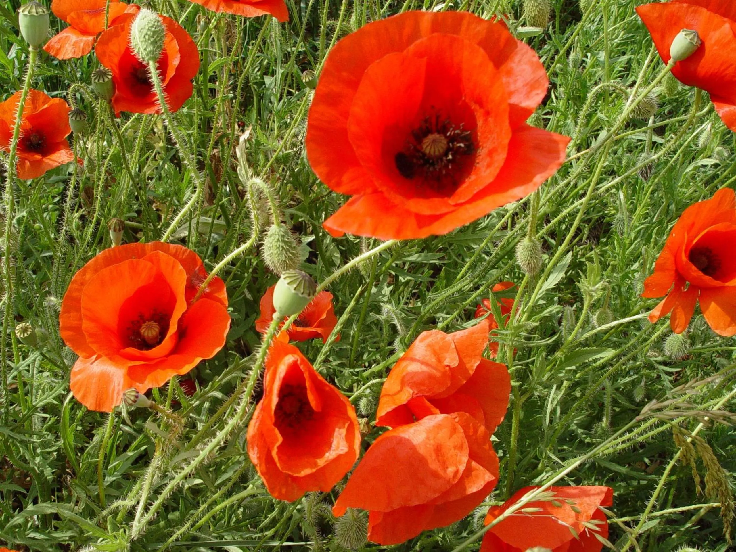 Area and facilities in Auberge Du Parc