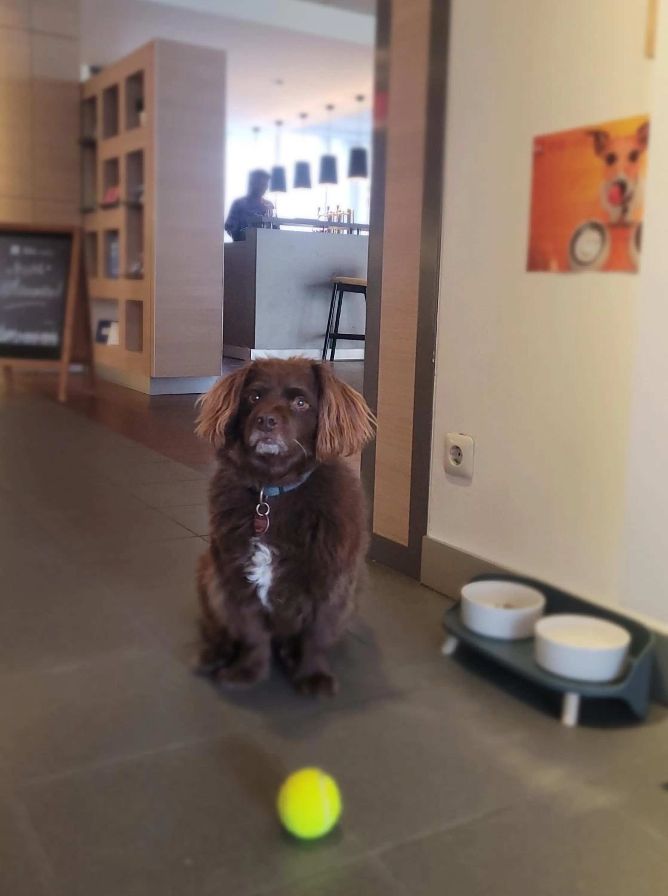 Pets in ibis Hotel Regensburg City