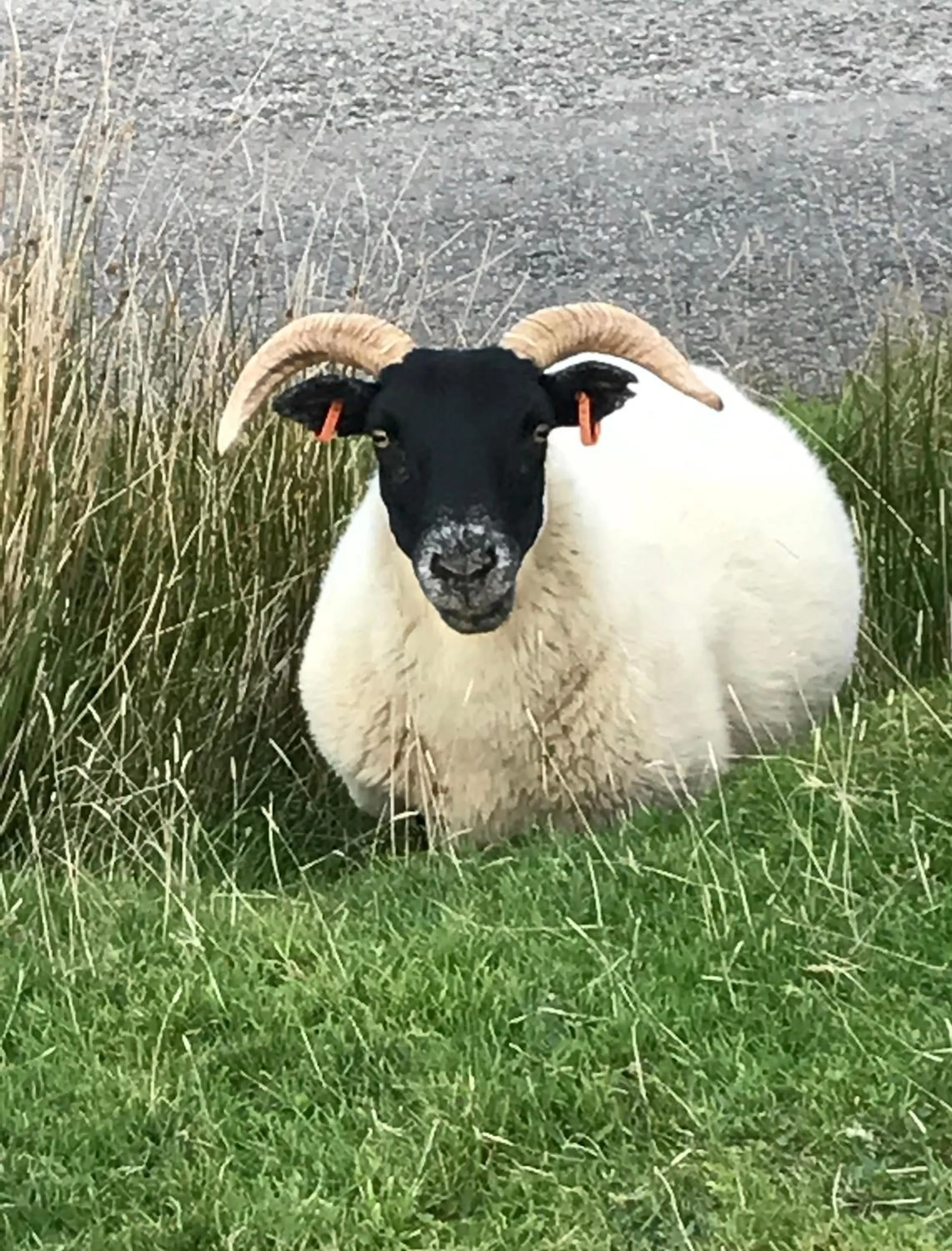 Pets in The West Highland Way Pitches