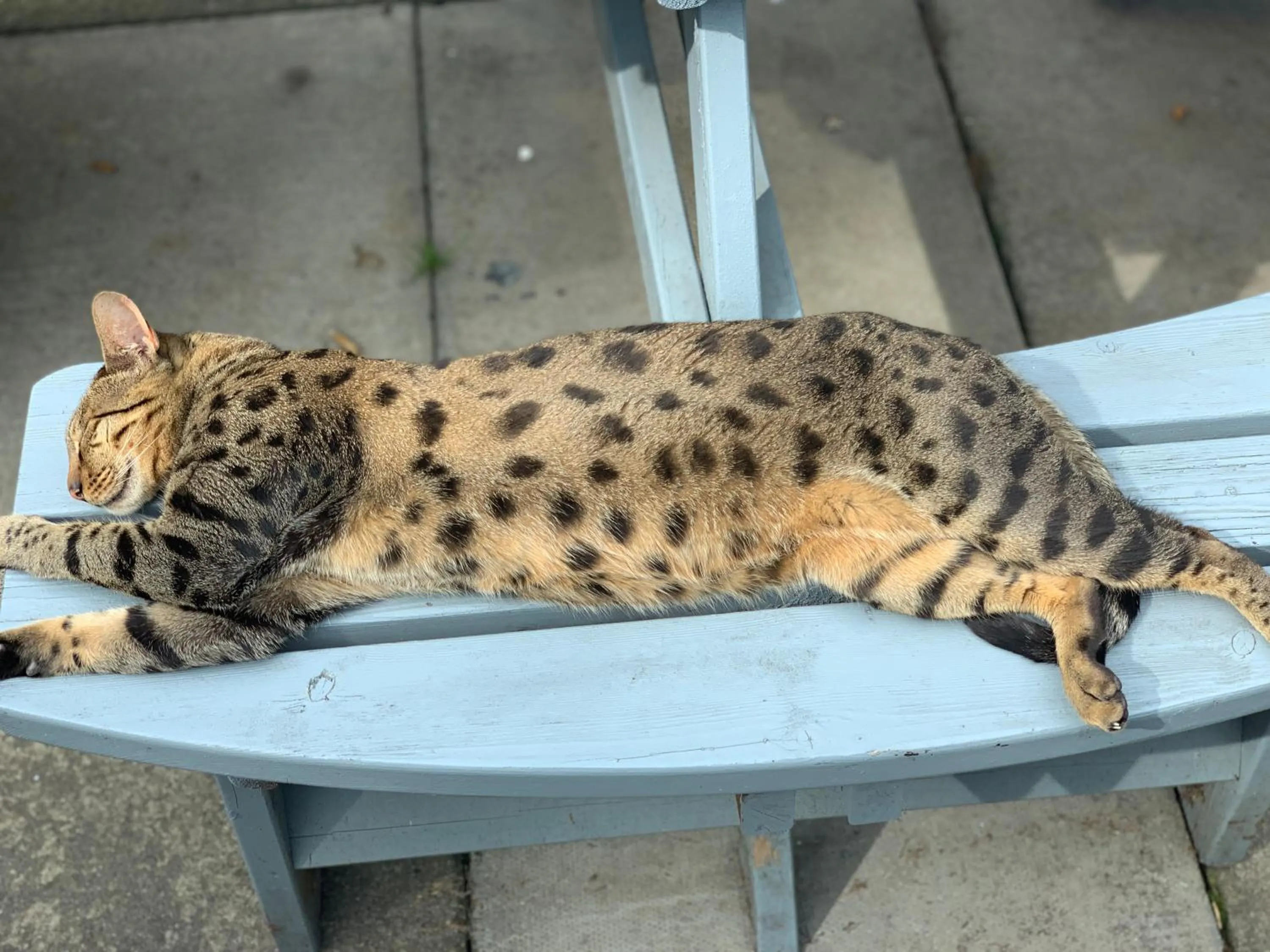 Animals in The West Highland Way Pitches