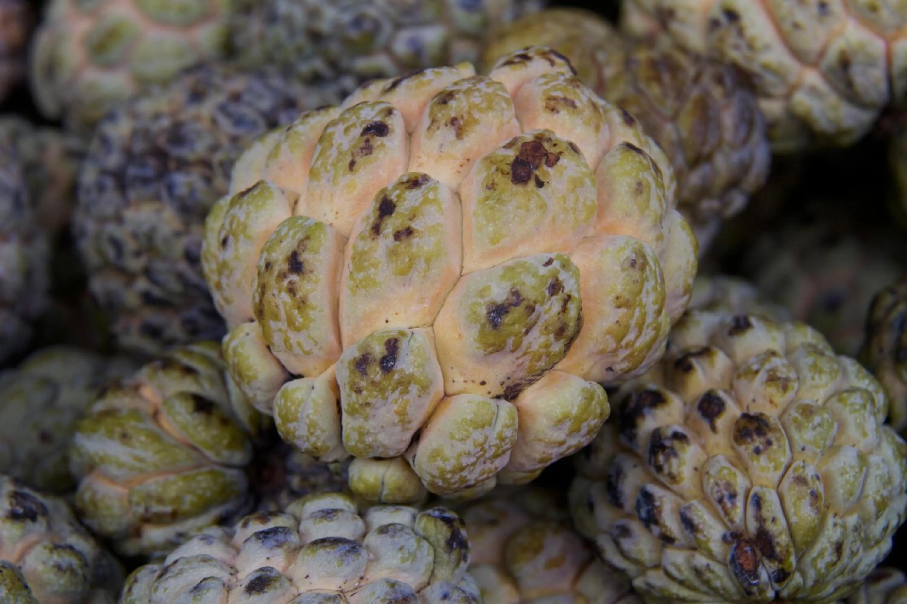 Food and drinks in Da Fabio