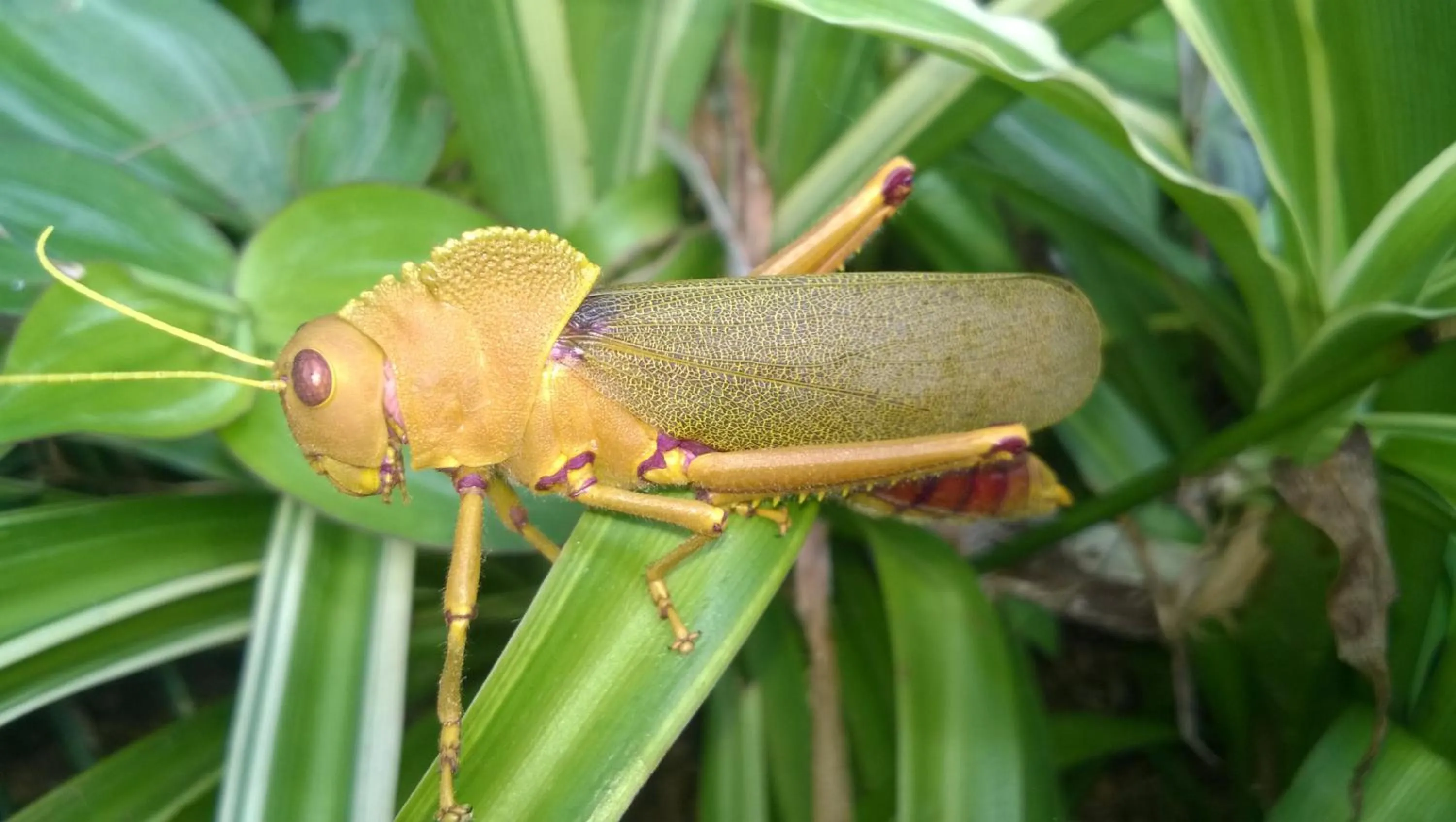 Animals in Casa no Céu