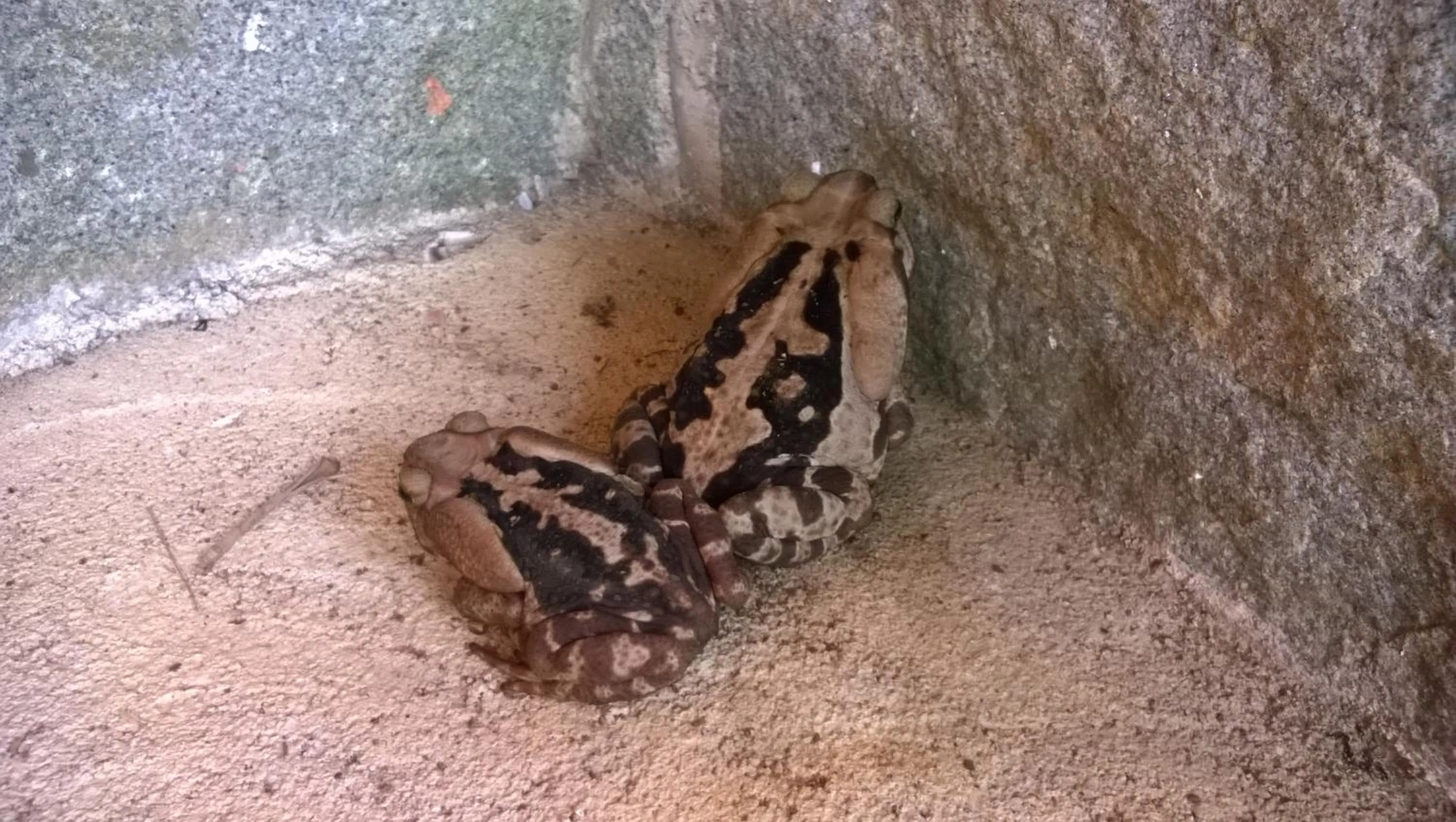 Animals in Casa no Céu