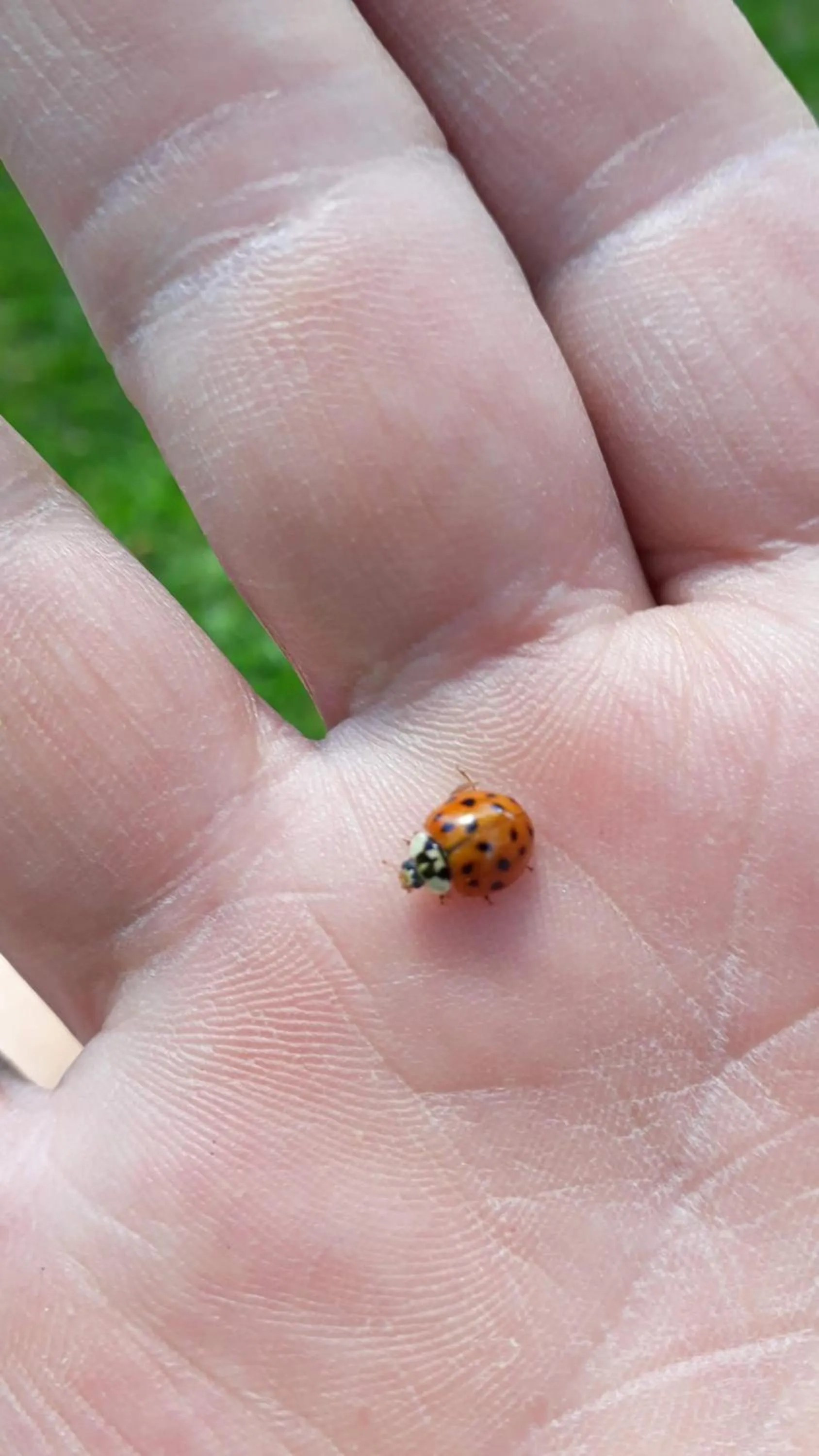 Animals in Casa no Céu