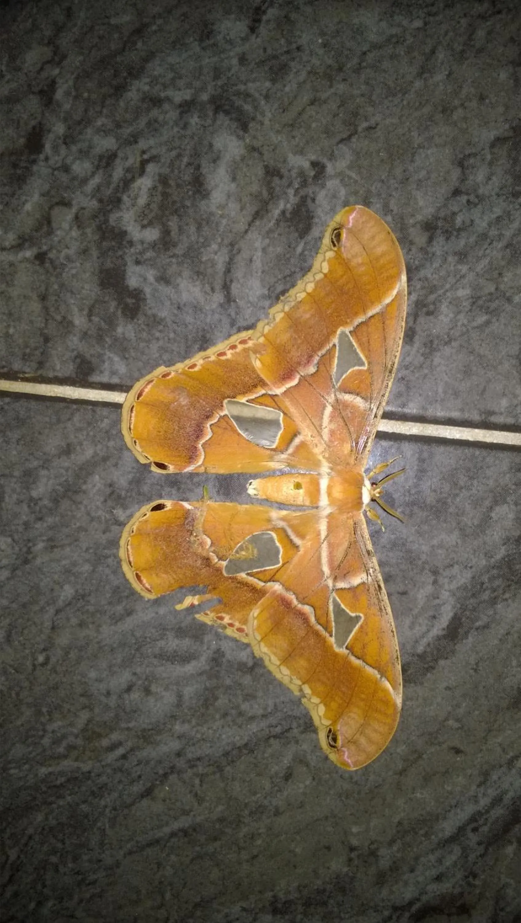 Animals in Casa no Céu