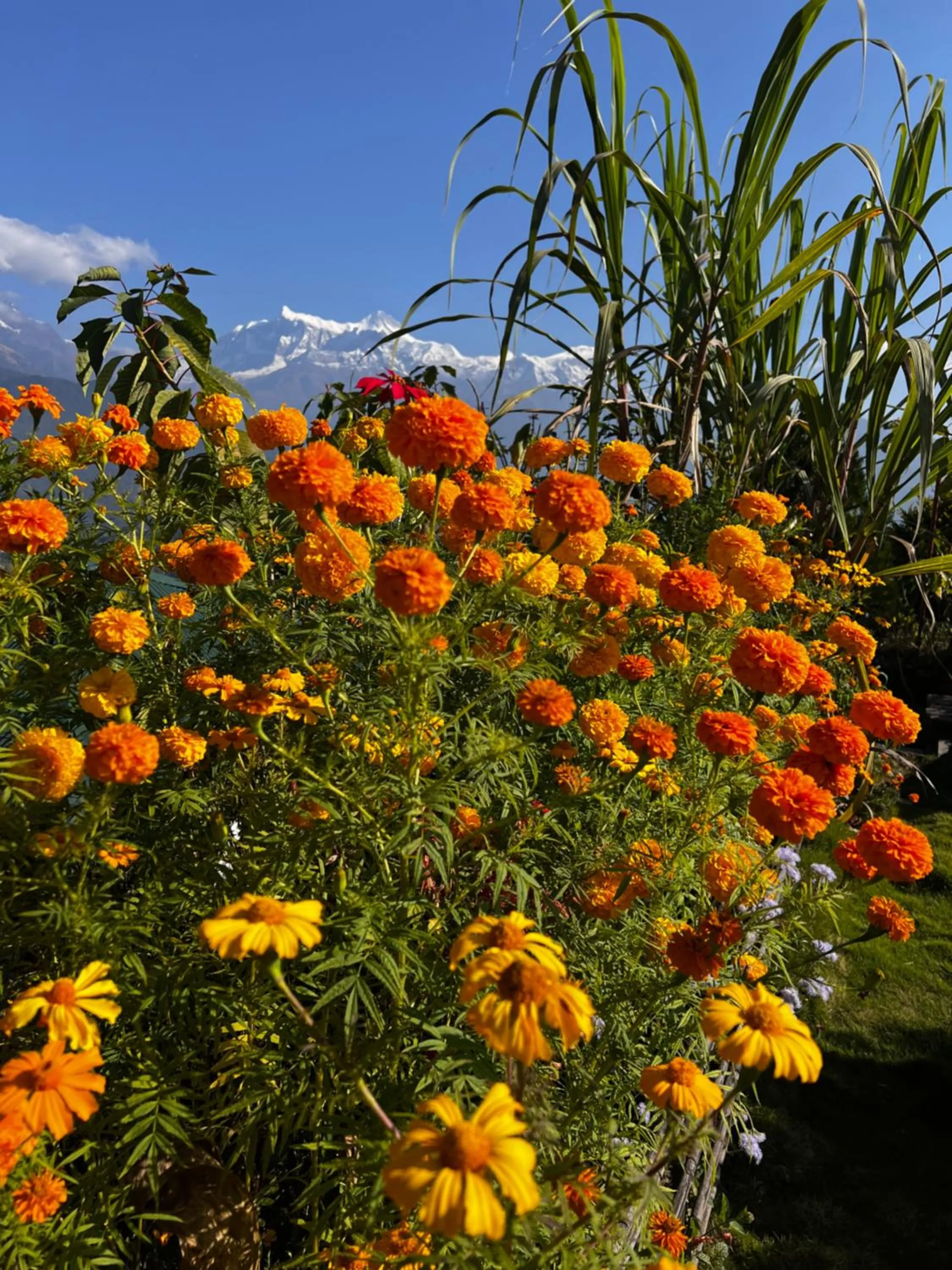Garden in ES Deurali Resort