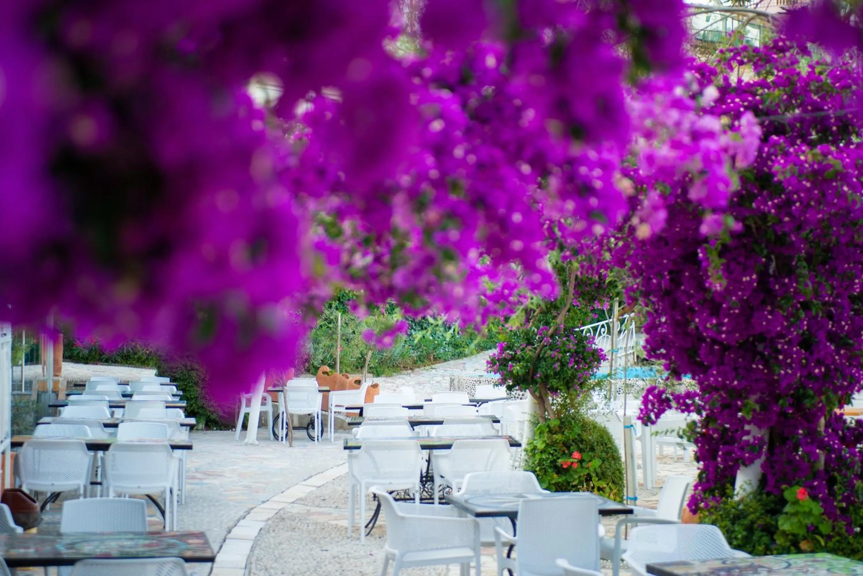 Garden in Bougainville Bay Apartments