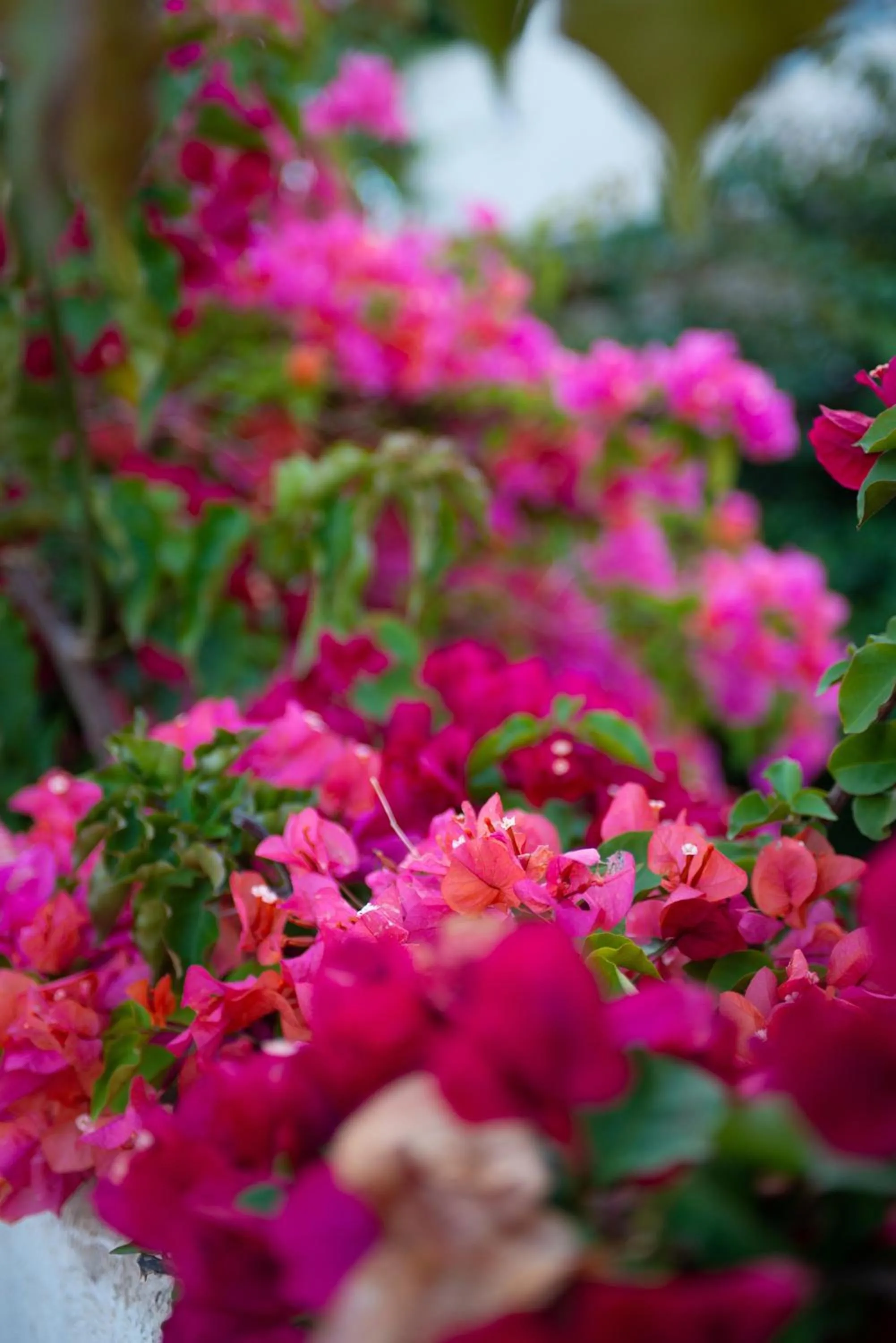 Garden in Bougainville Bay Apartments