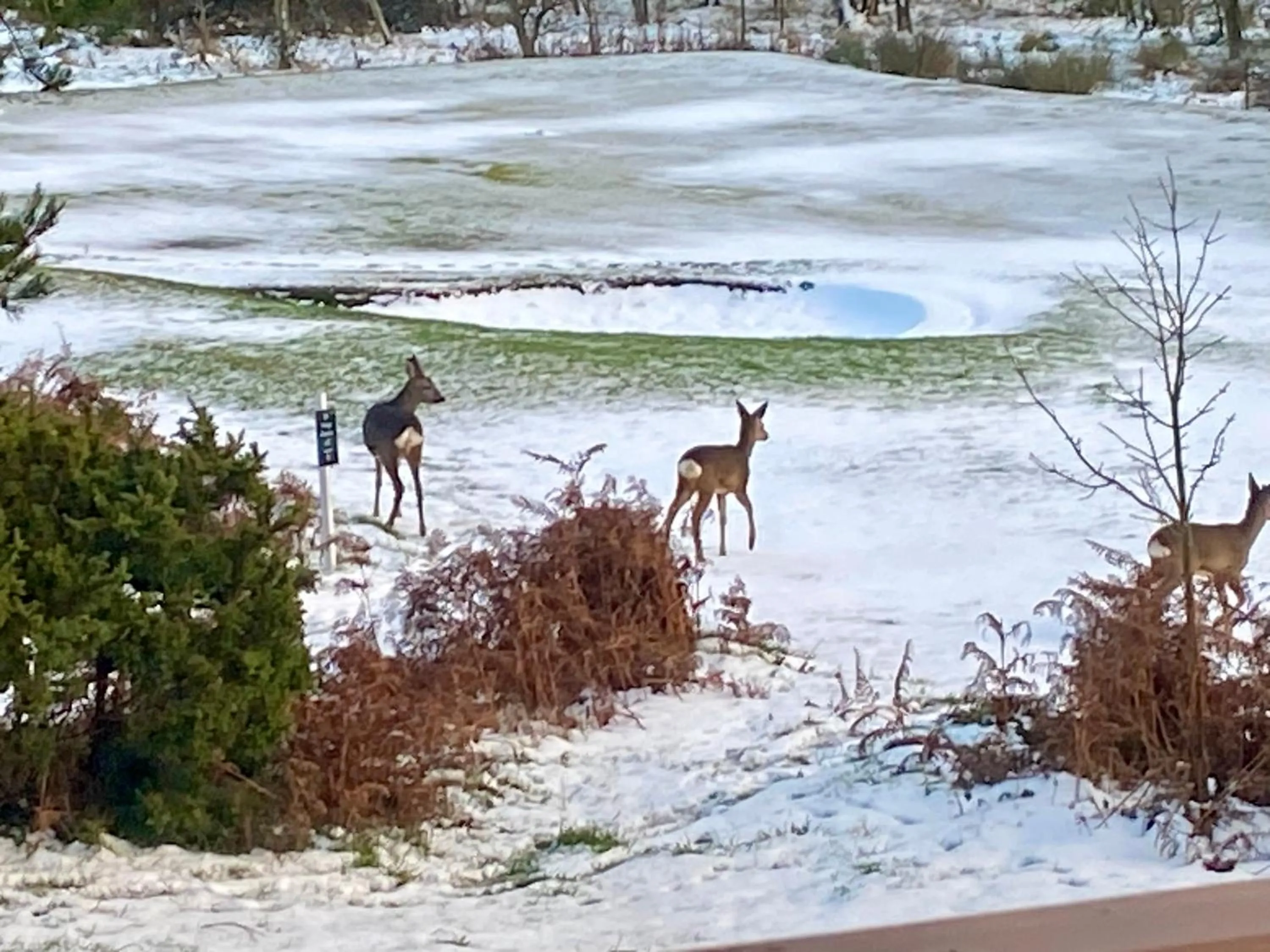 Millie,s View 18 hole free Golf