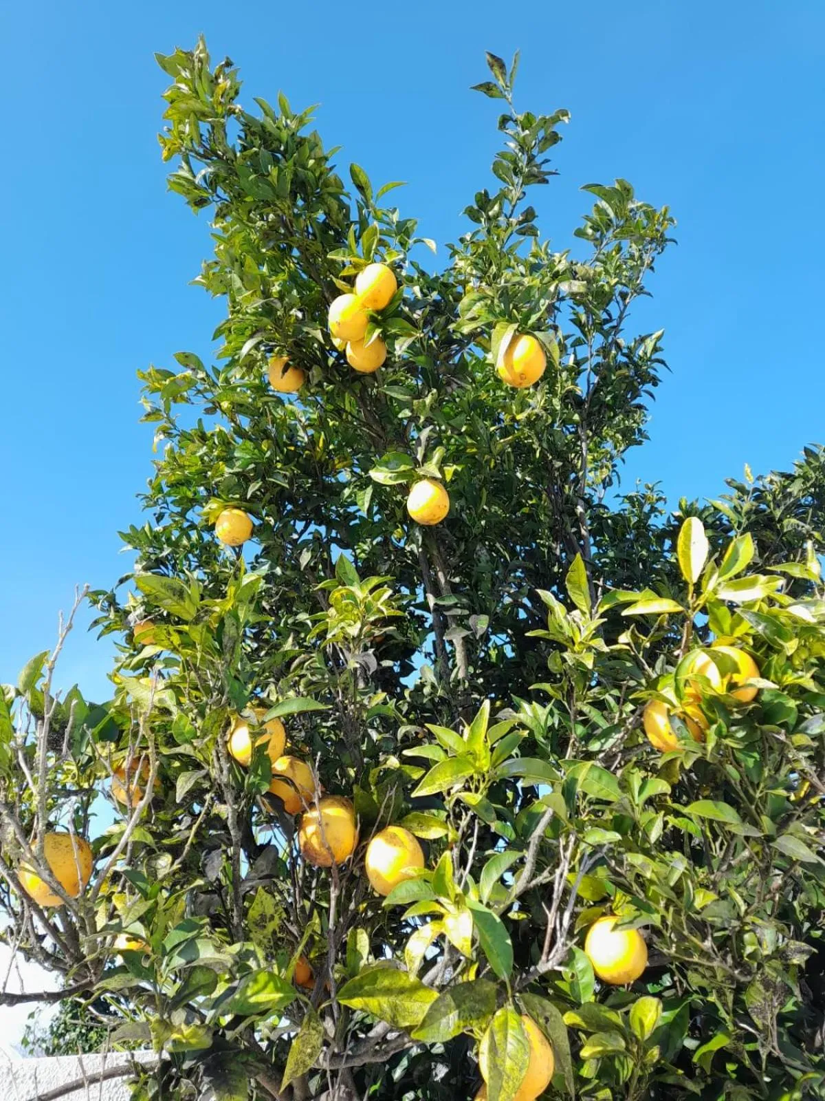 Garden in BB Silvercoast Casa das Flores
