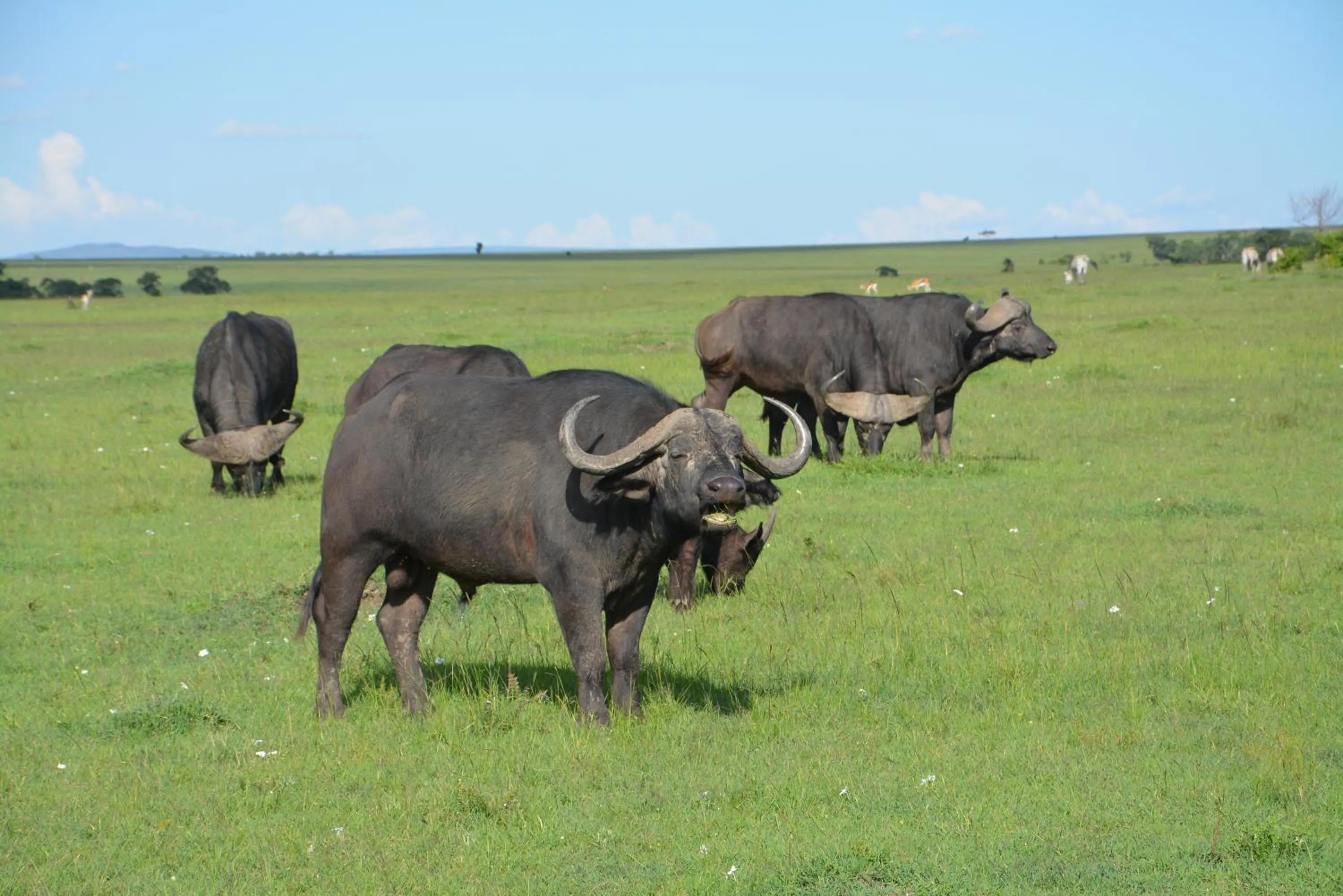 Area and facilities in Neptune Mara Rianta Luxury Camp - All Inclusive.