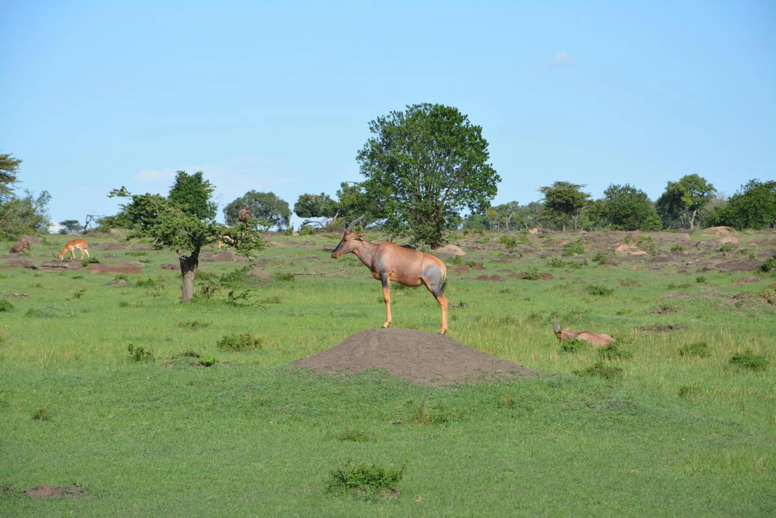 Area and facilities in Neptune Mara Rianta Luxury Camp - All Inclusive.
