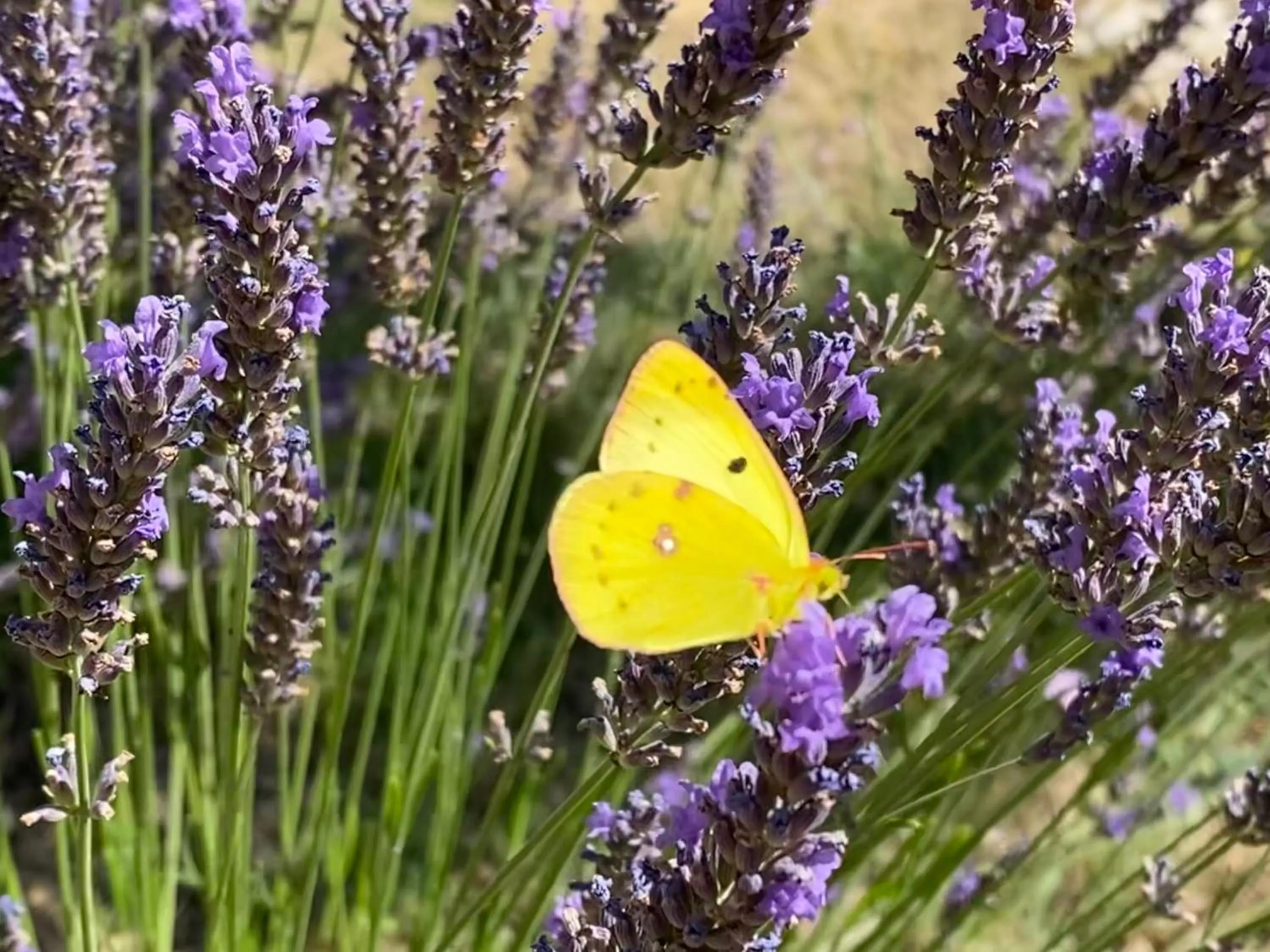 Garden in B&B L'ESCALADE en Lubéron