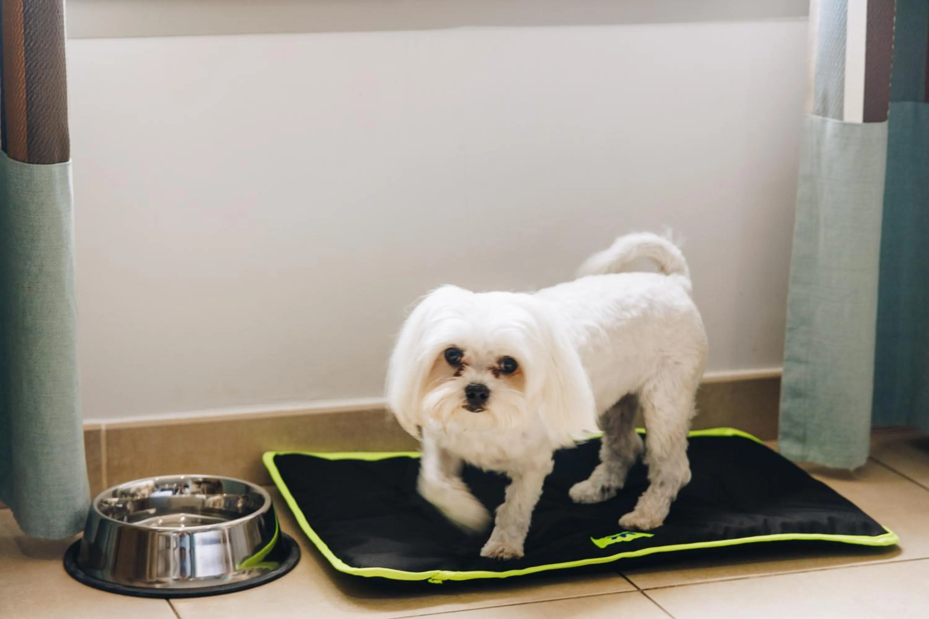 Pets in Hôtel Liberata & Spa