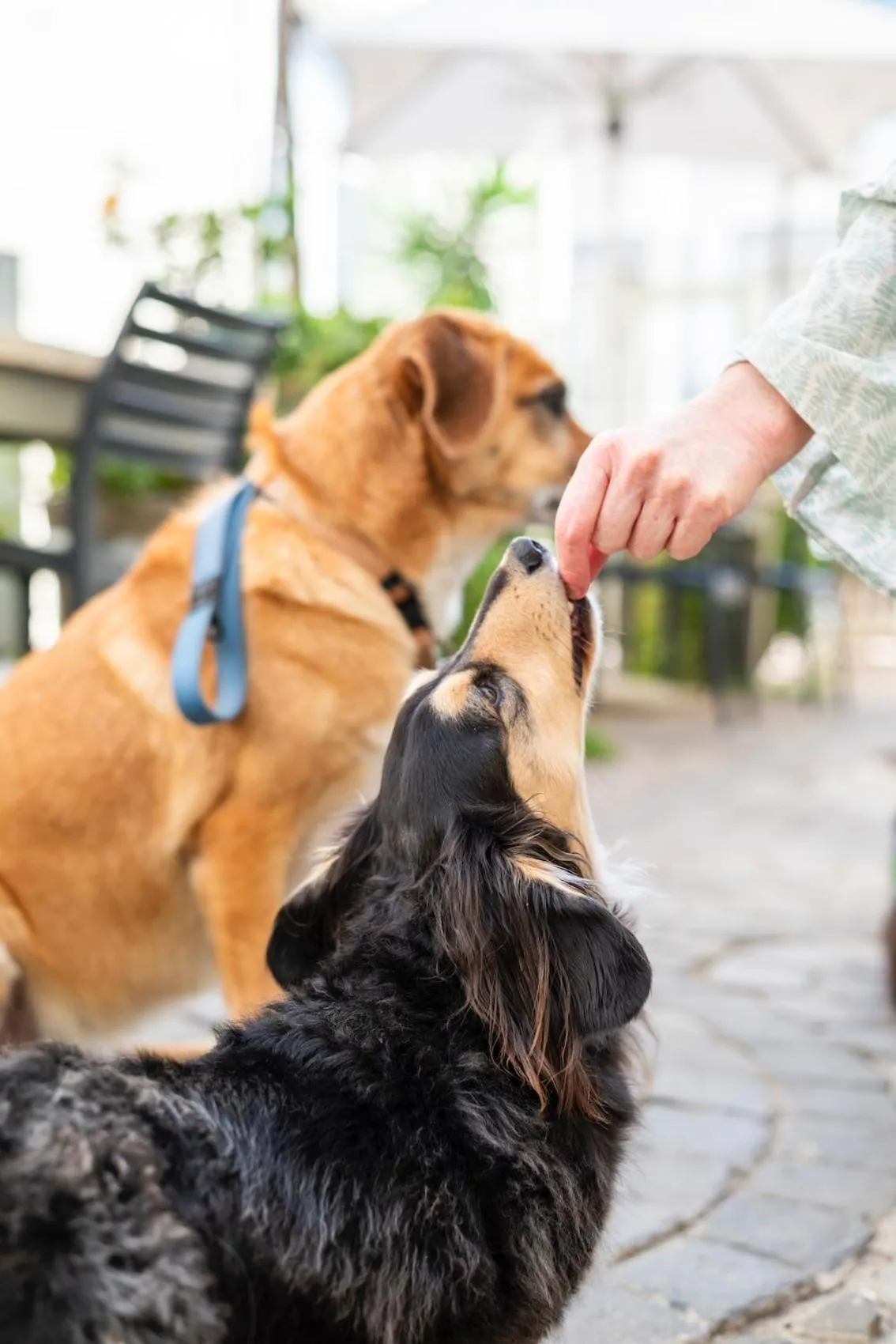 The Willets Boutique Hotel in Simon's Town