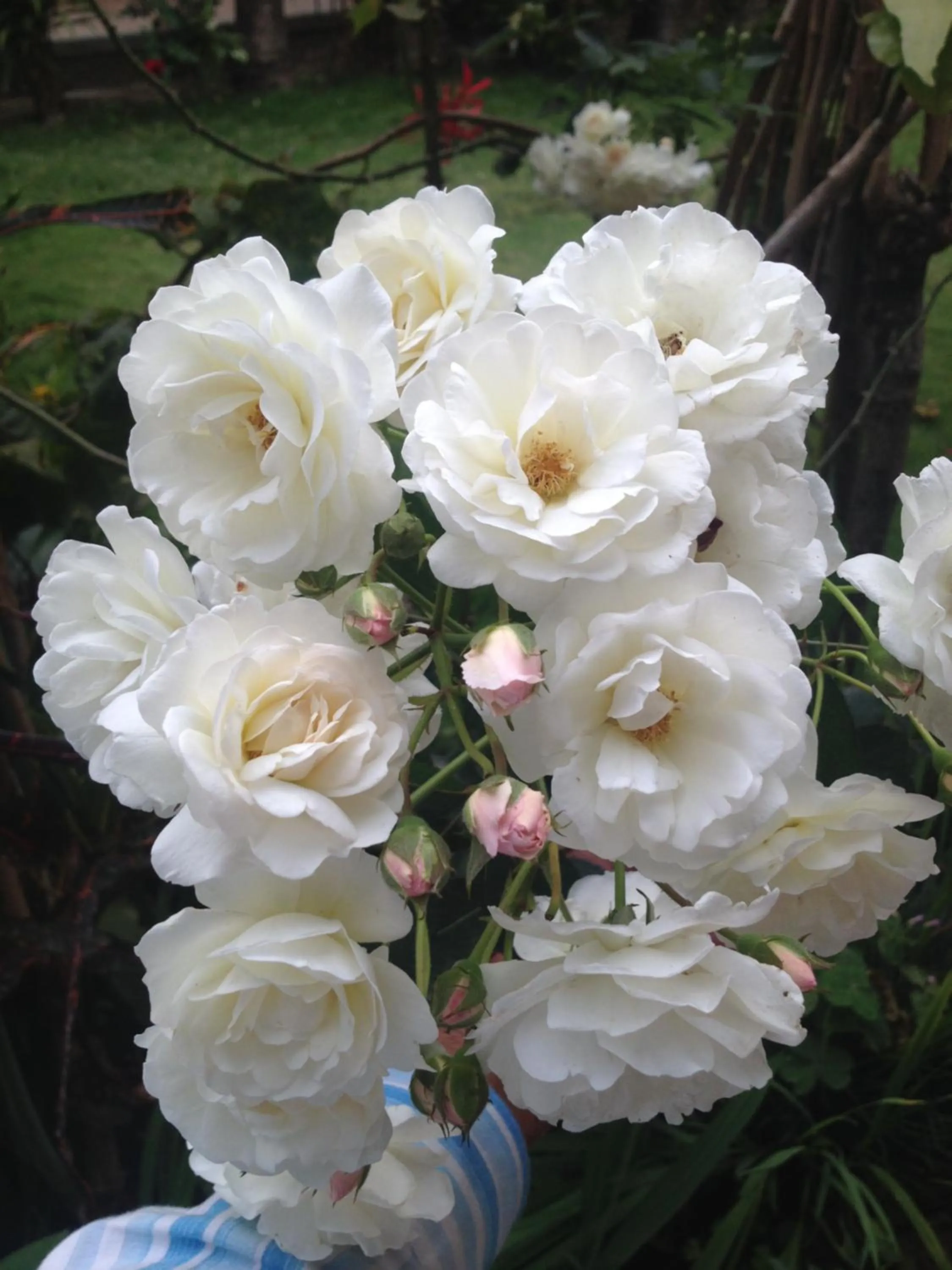 Garden in New Pokhara Lodge - Pokhara Lakeside