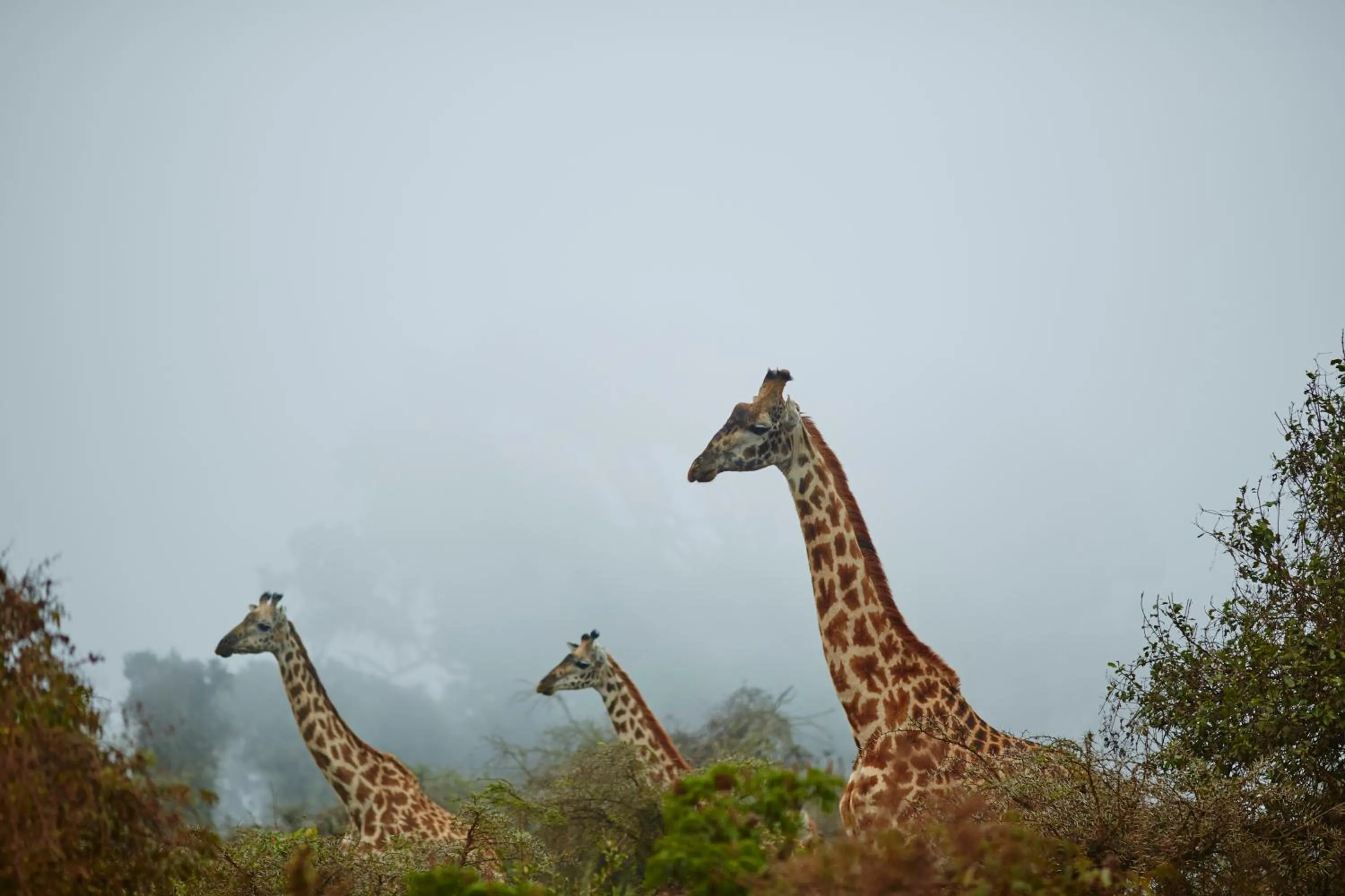 Natural landscape in Neptune Ngorongoro Luxury Lodge - All Inclusive