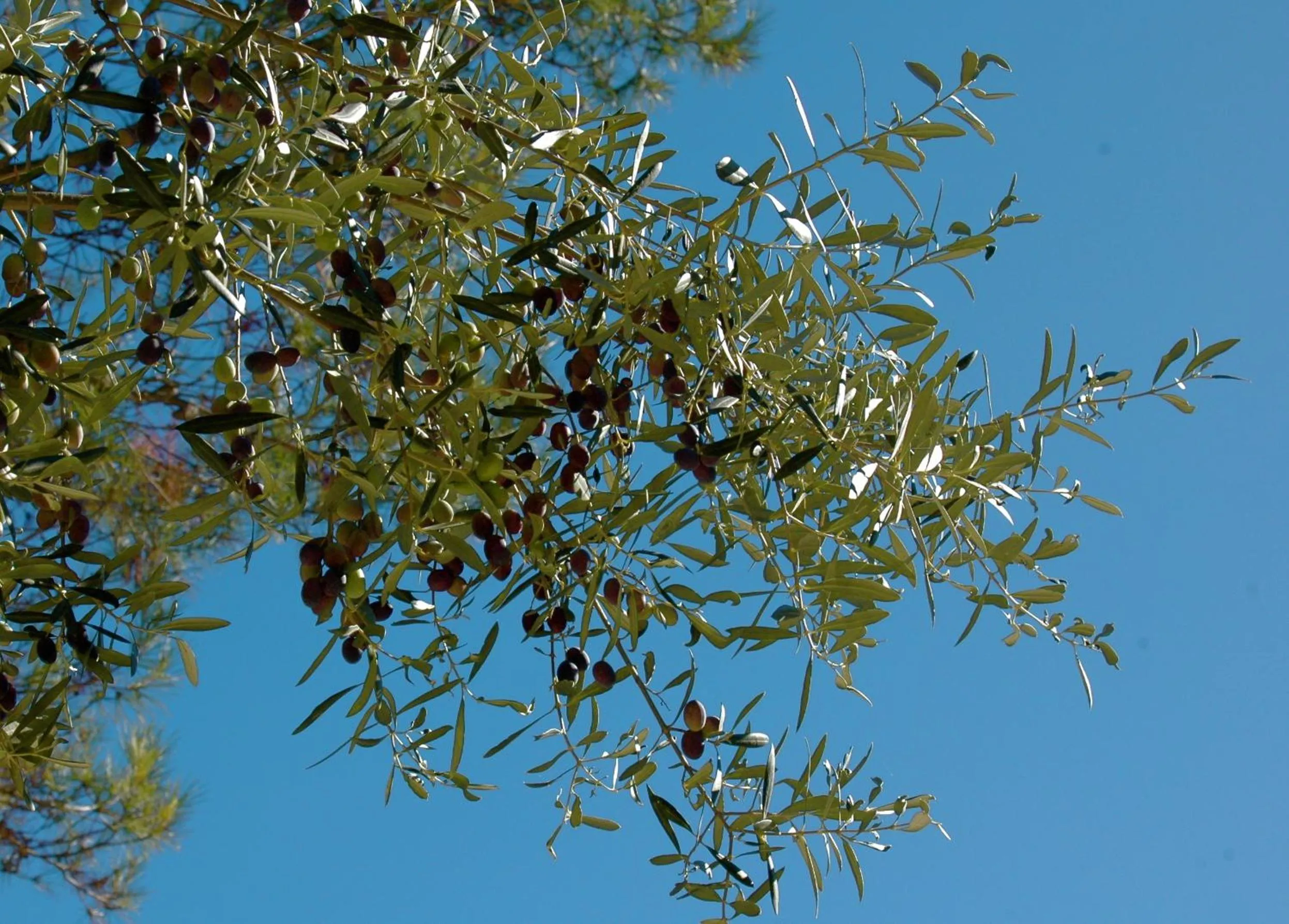 Summer in B&B Les Grillons