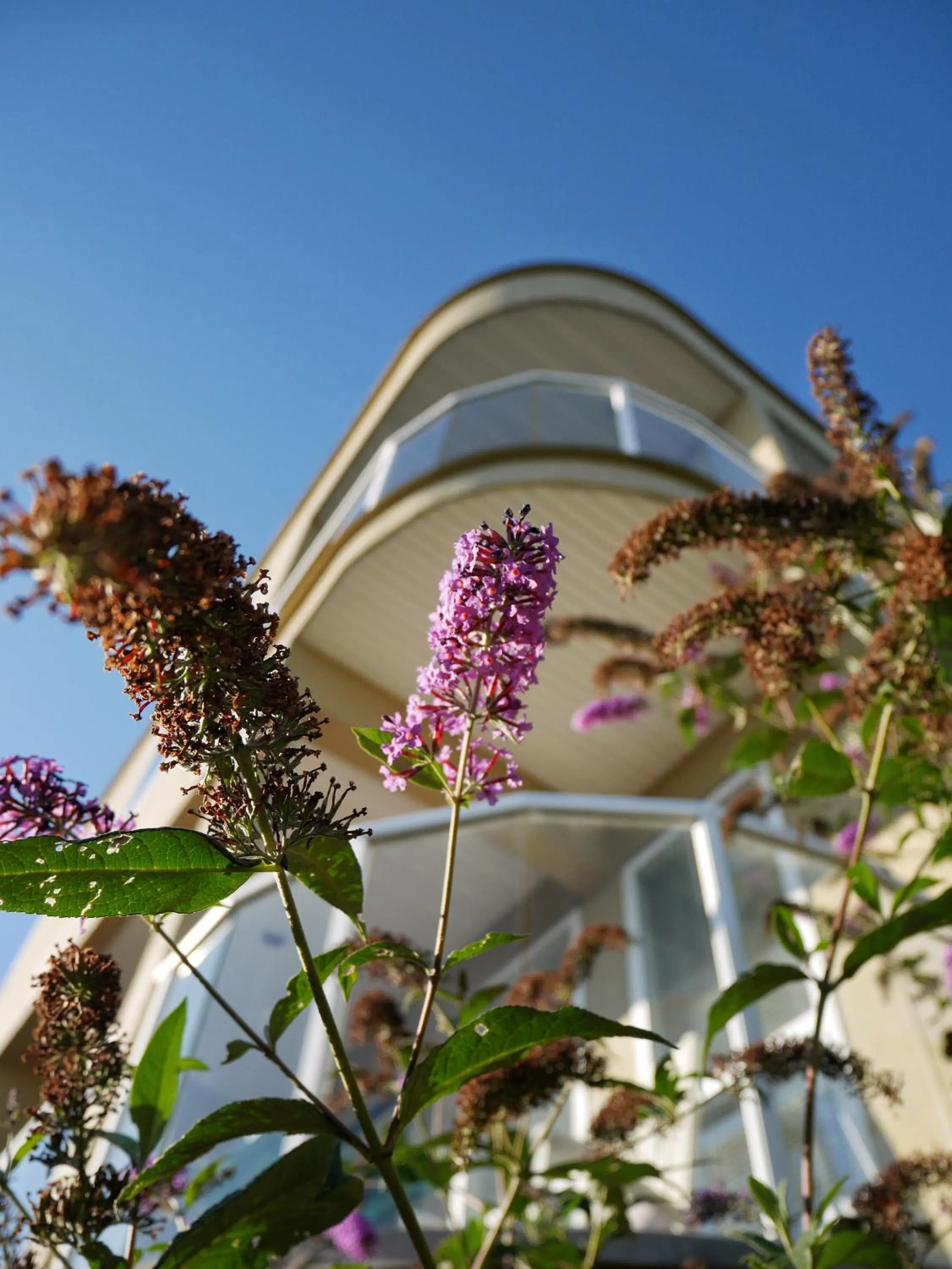 Garden view in Star of the Sea guest house