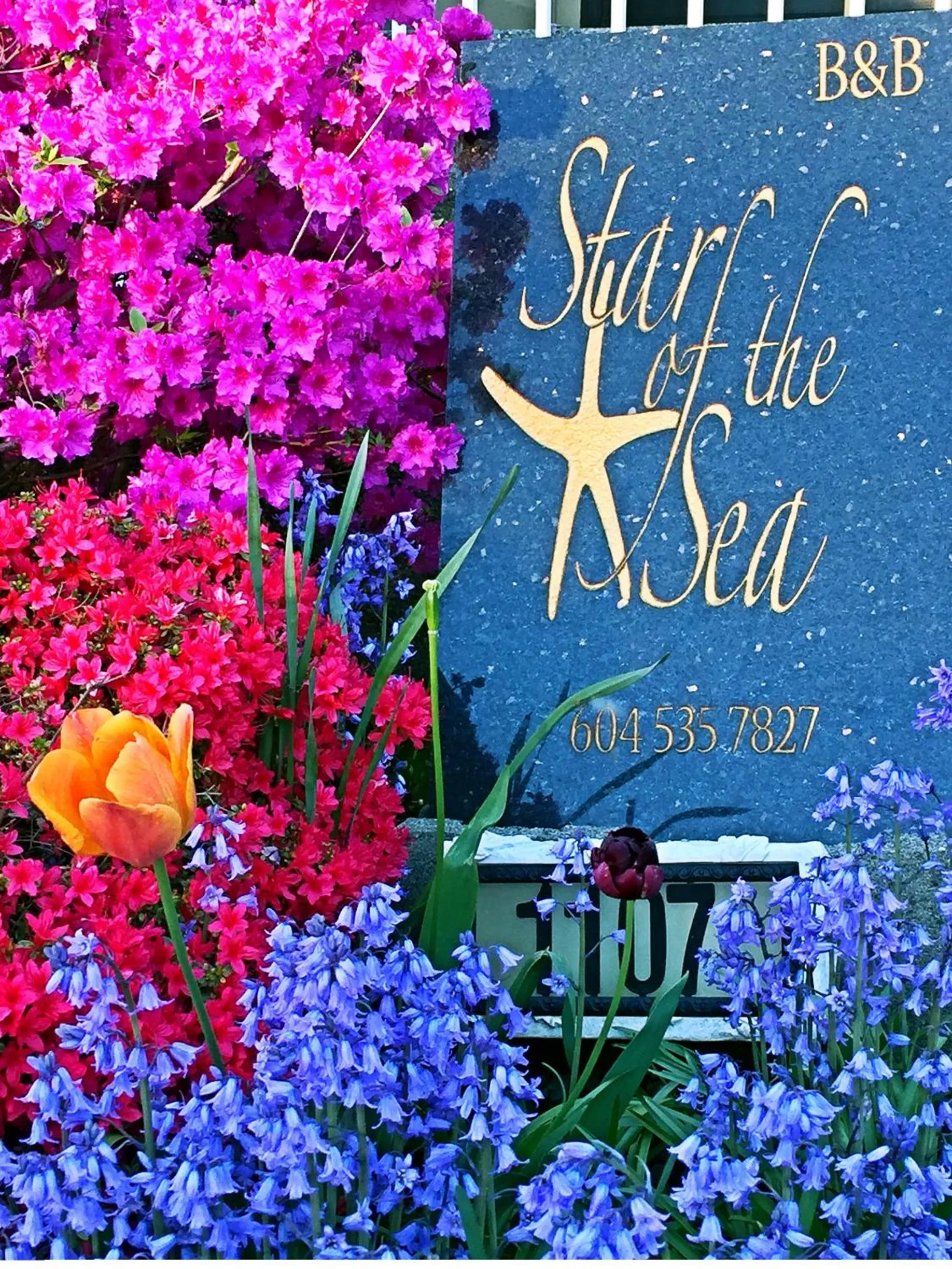 Spring in Star of the Sea guest house