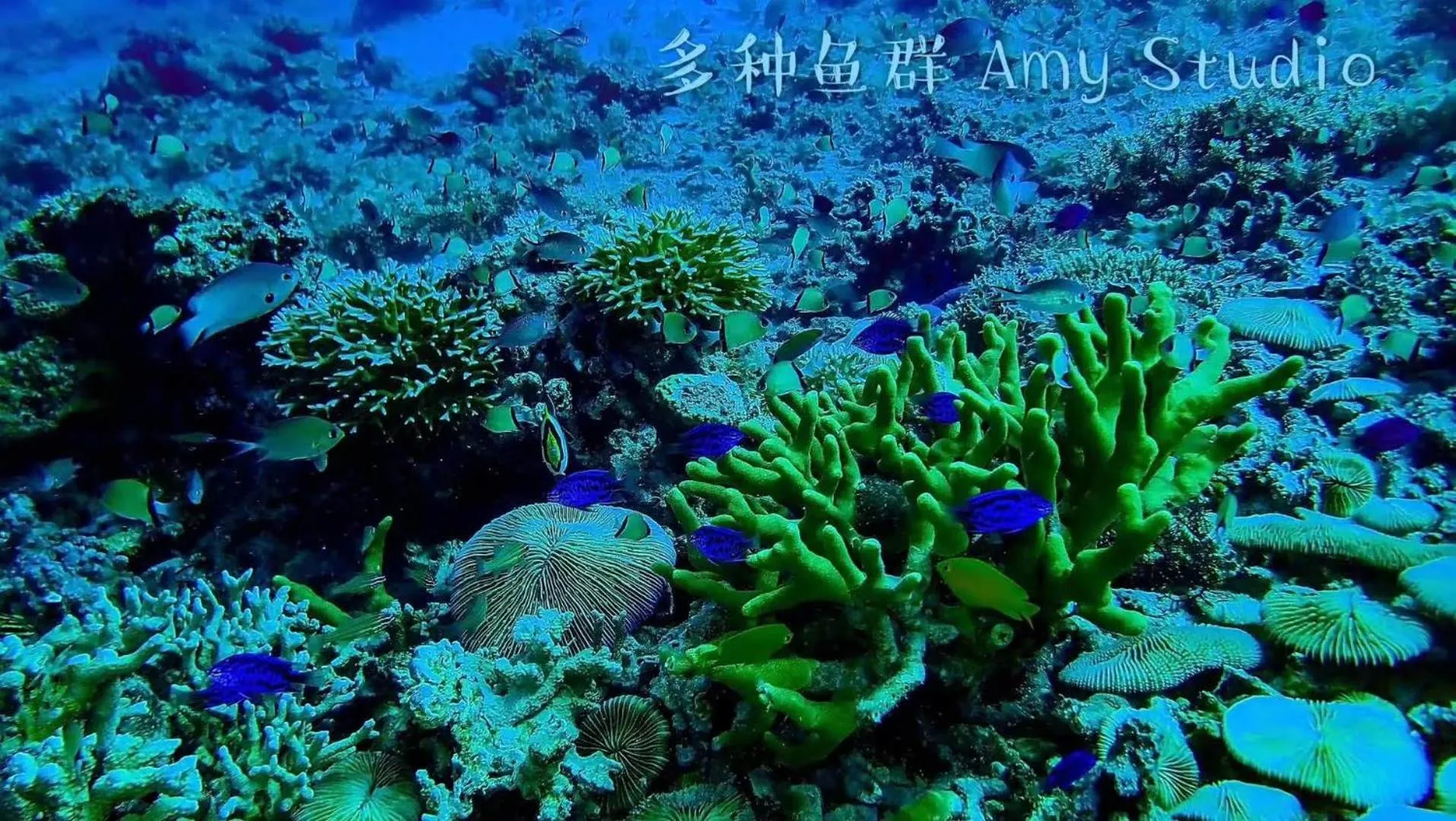 Snorkeling in Jelly Sea Resort