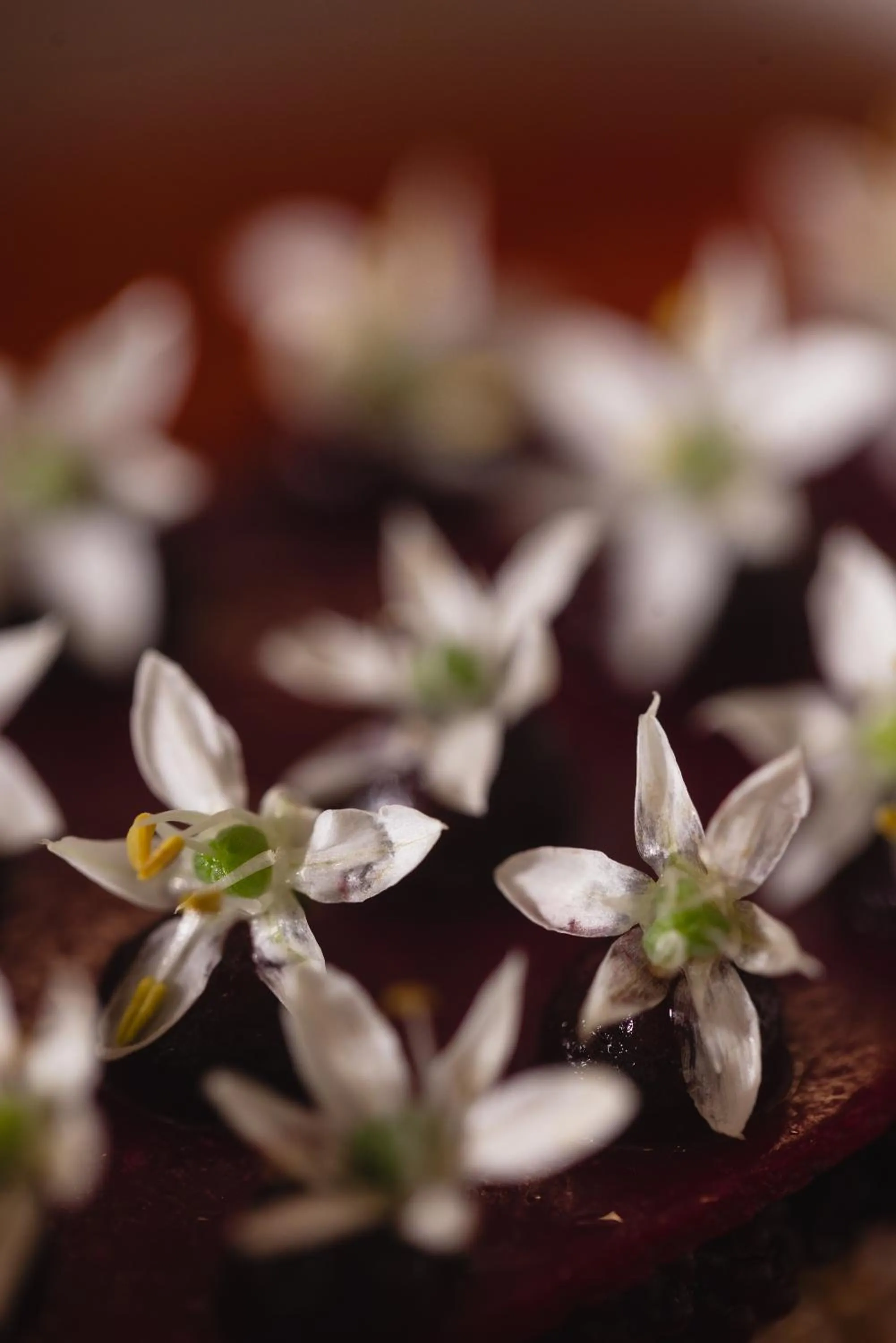 Restaurant/places to eat in Farmhouse Resort & Spa