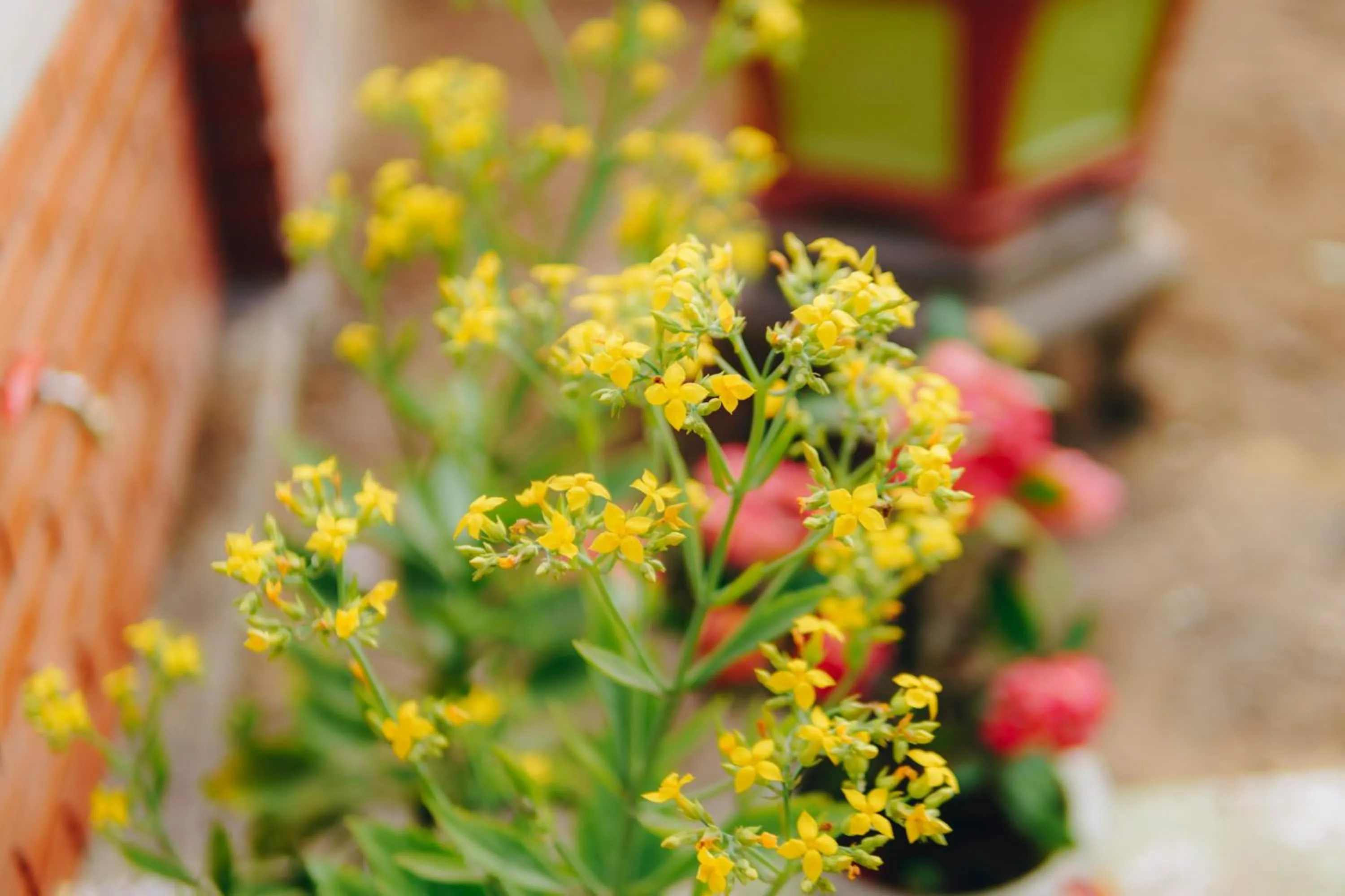 Garden in Phong Nha Love Homestay